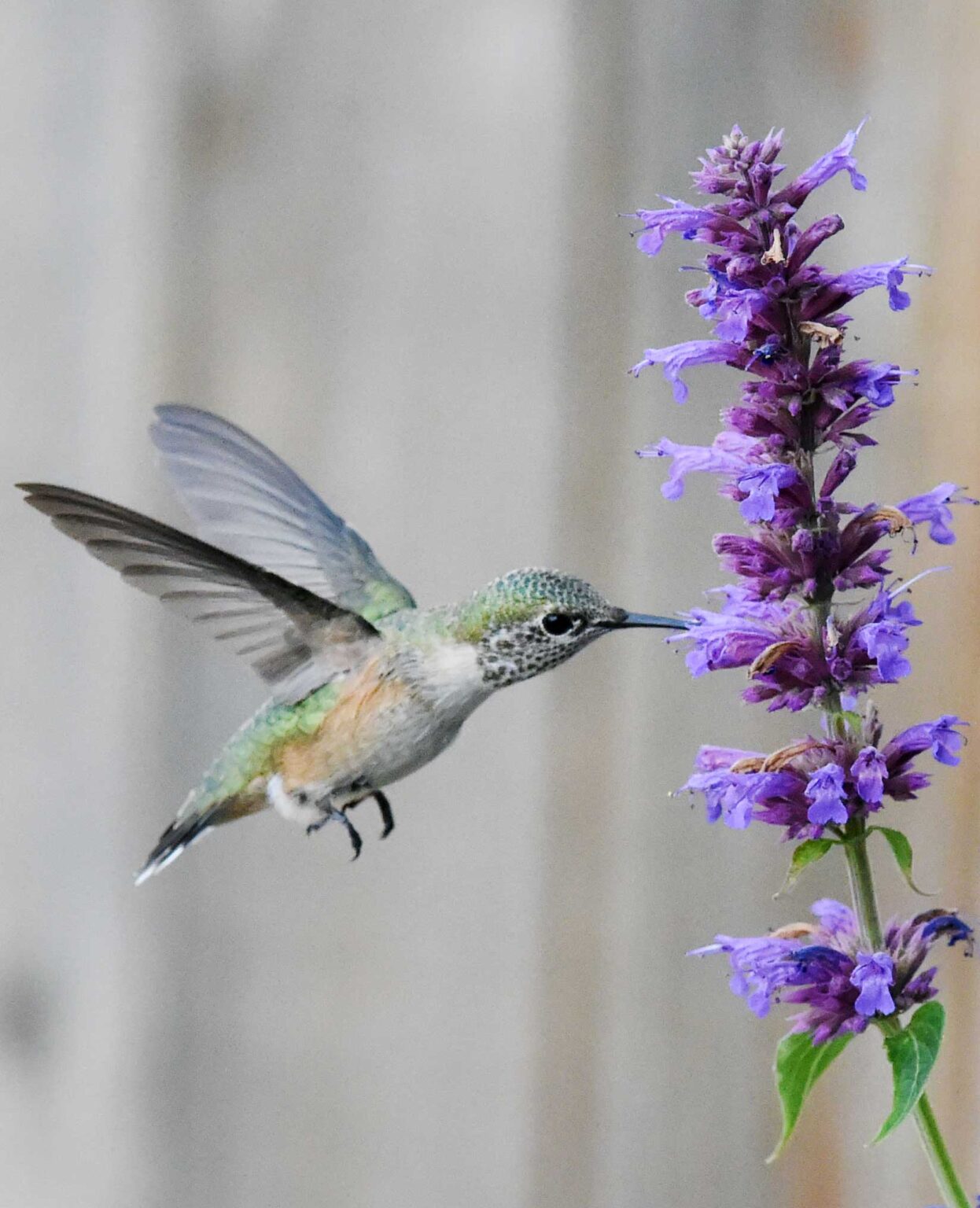 Beginner's Guide to Hummingbird Mint - The Plant Native