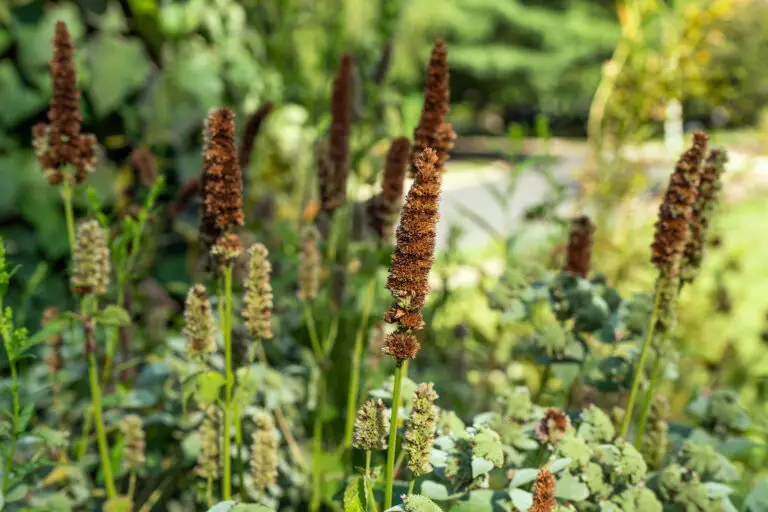 Hummingbird-mint-seeds-in-the-fall - the Plant Native