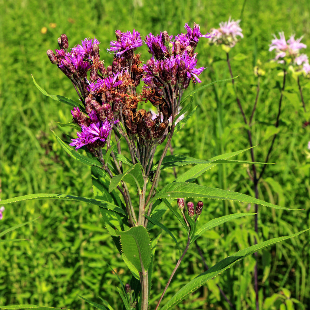 Prairie ironweed, a flat-topped cluster of purple flowers above narrow leaves in a meadow