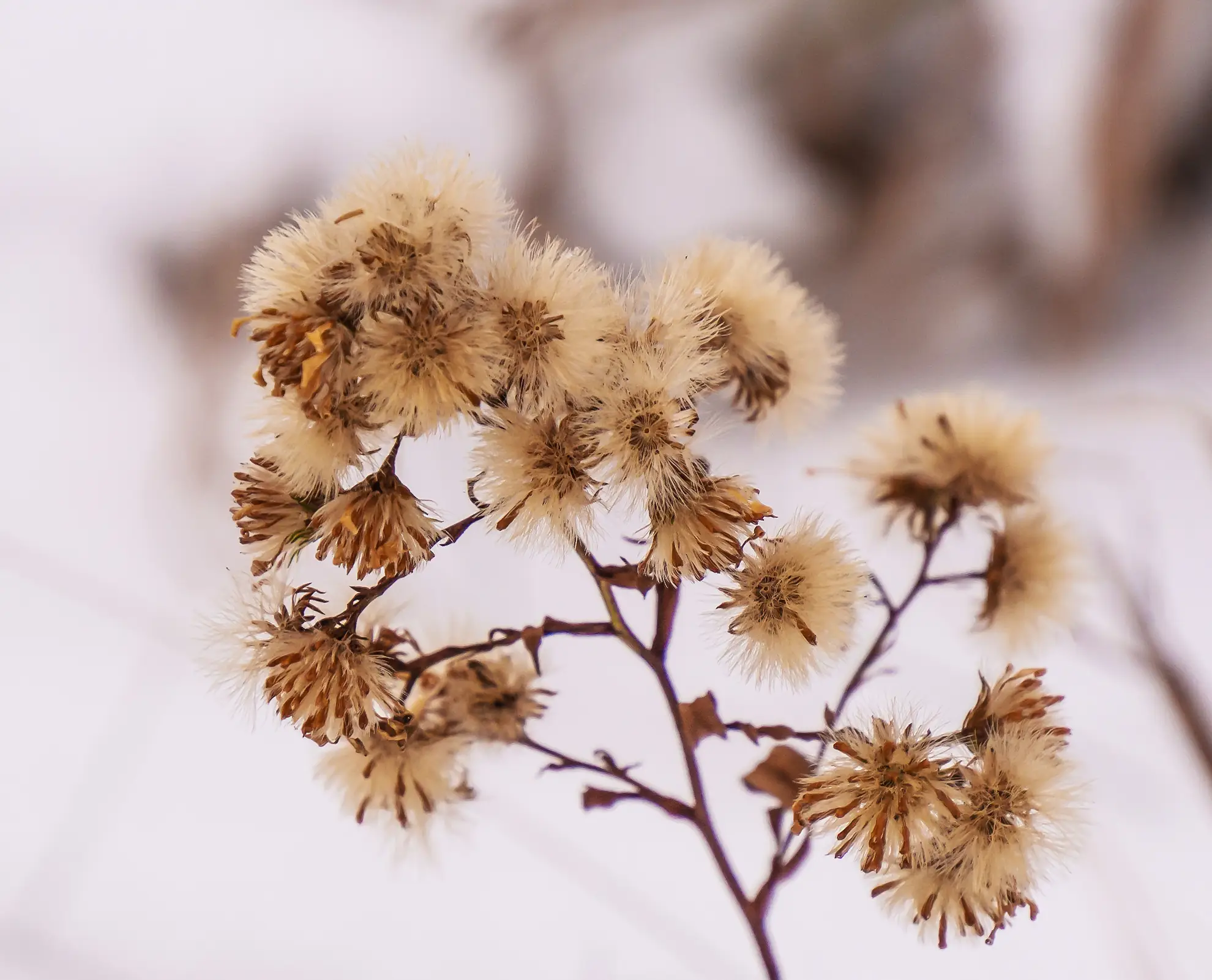 Ironweed seed heads, fluffy tan tufts on a winter stem