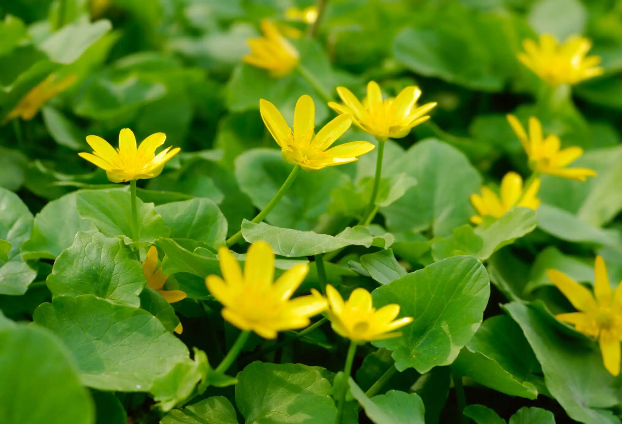 Lesser celandine, an invasive plant with shiny round leaves and glossy yellow flowers
