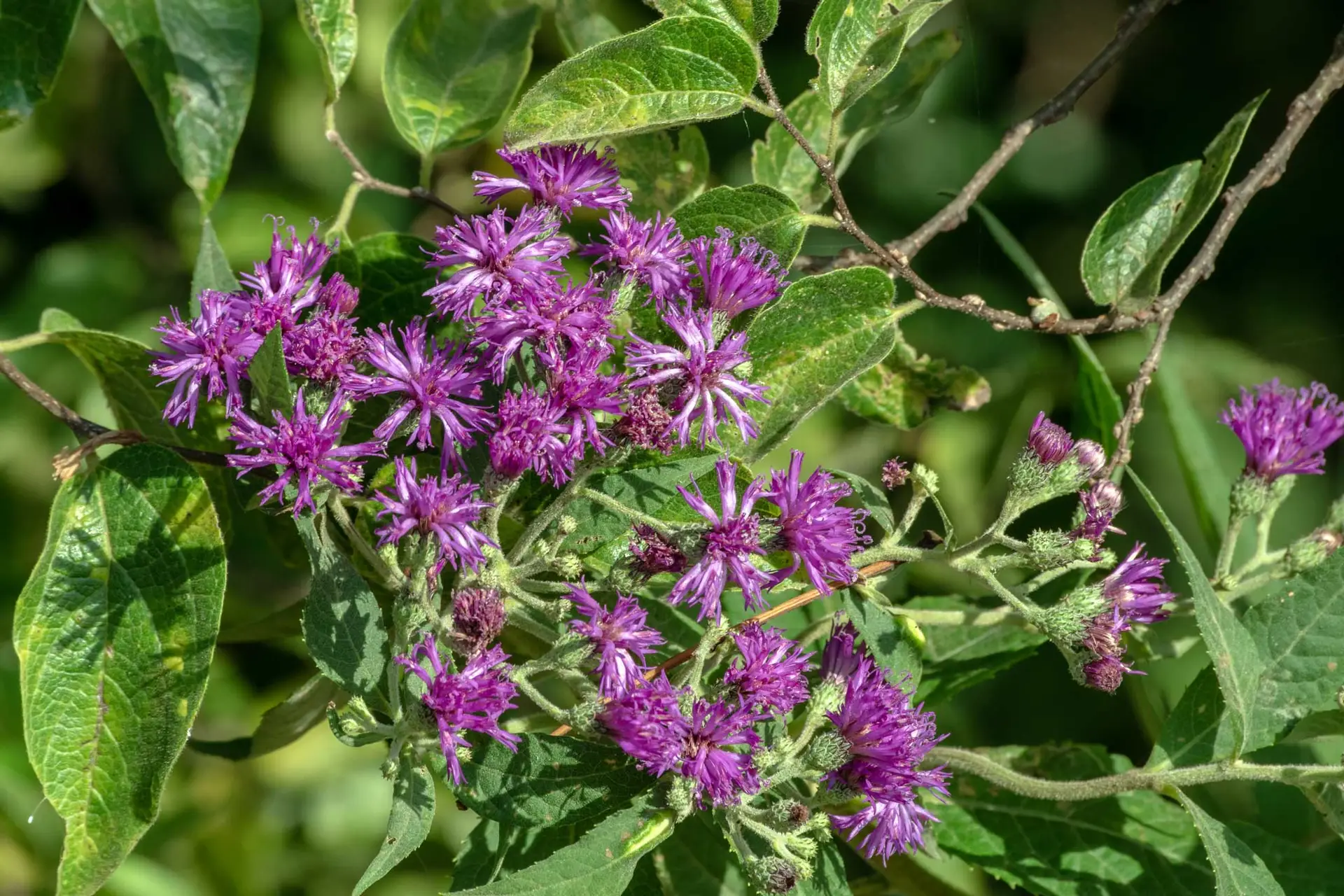 Missouri ironweed, fluffy purple flower heads among broad leaves