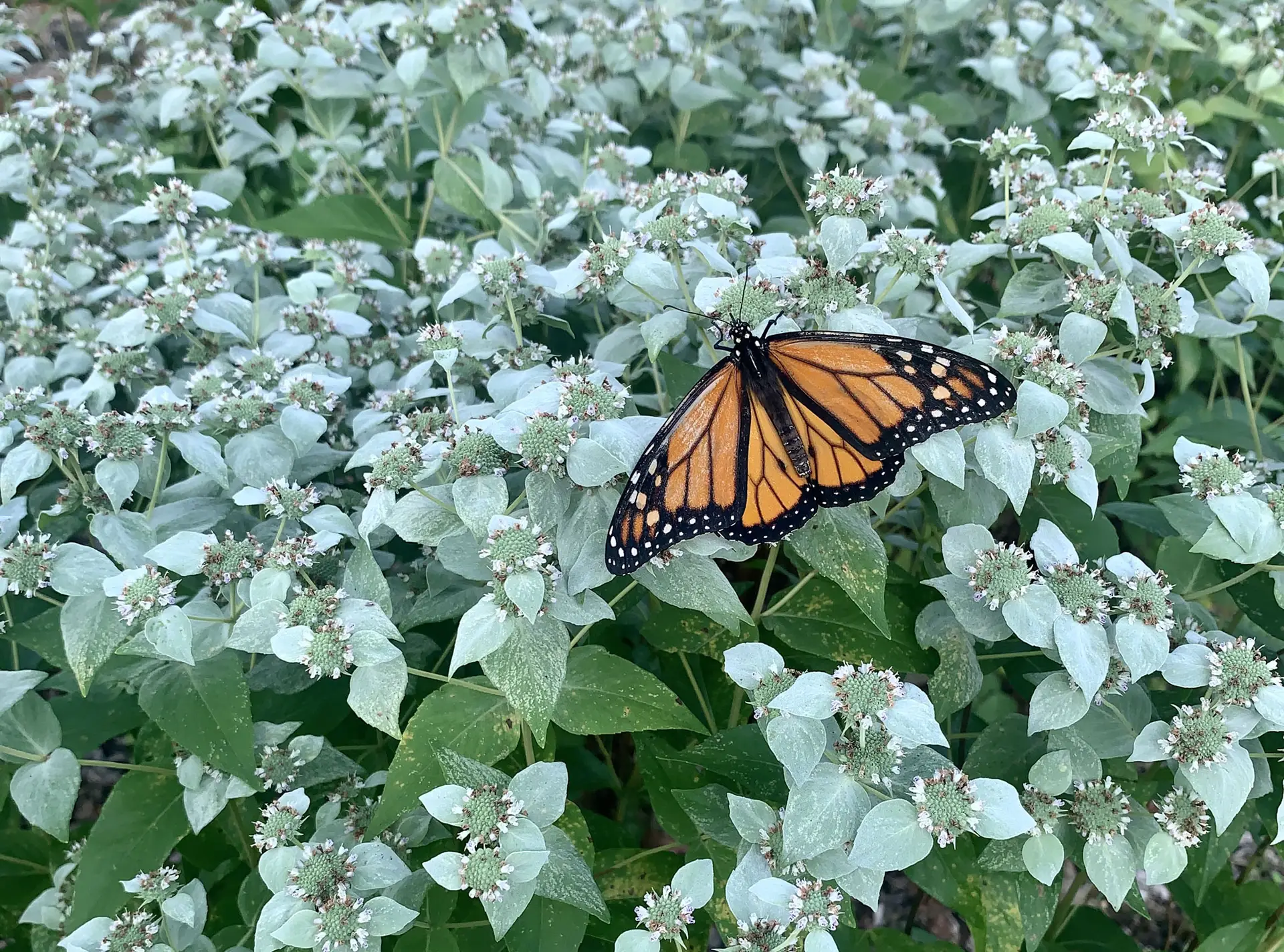 Monarch butterfly on silverleaf mountain mint’s white-dusted leaves