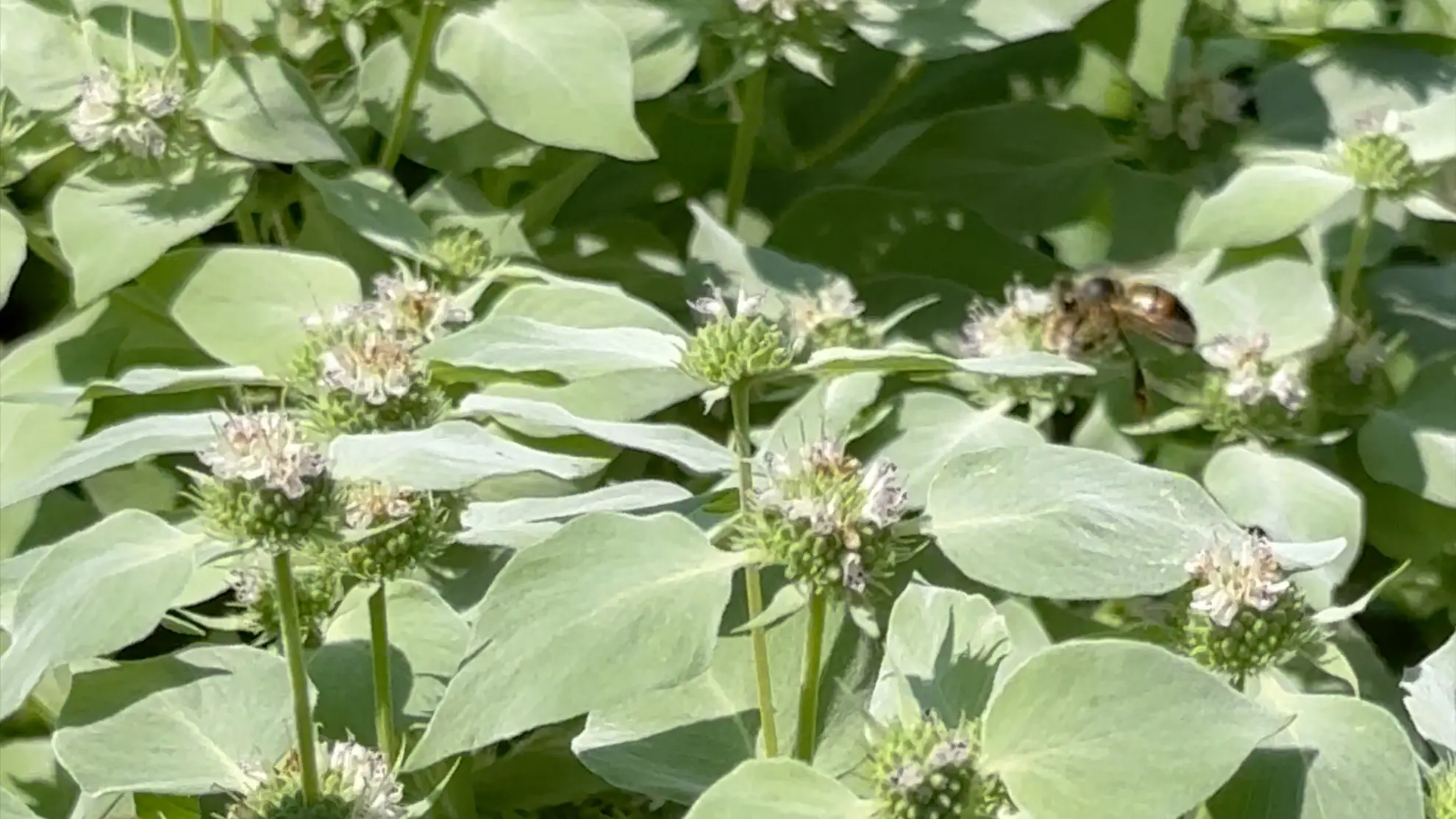 Mountain mint, small white flower heads among silvery leaves, with a bee