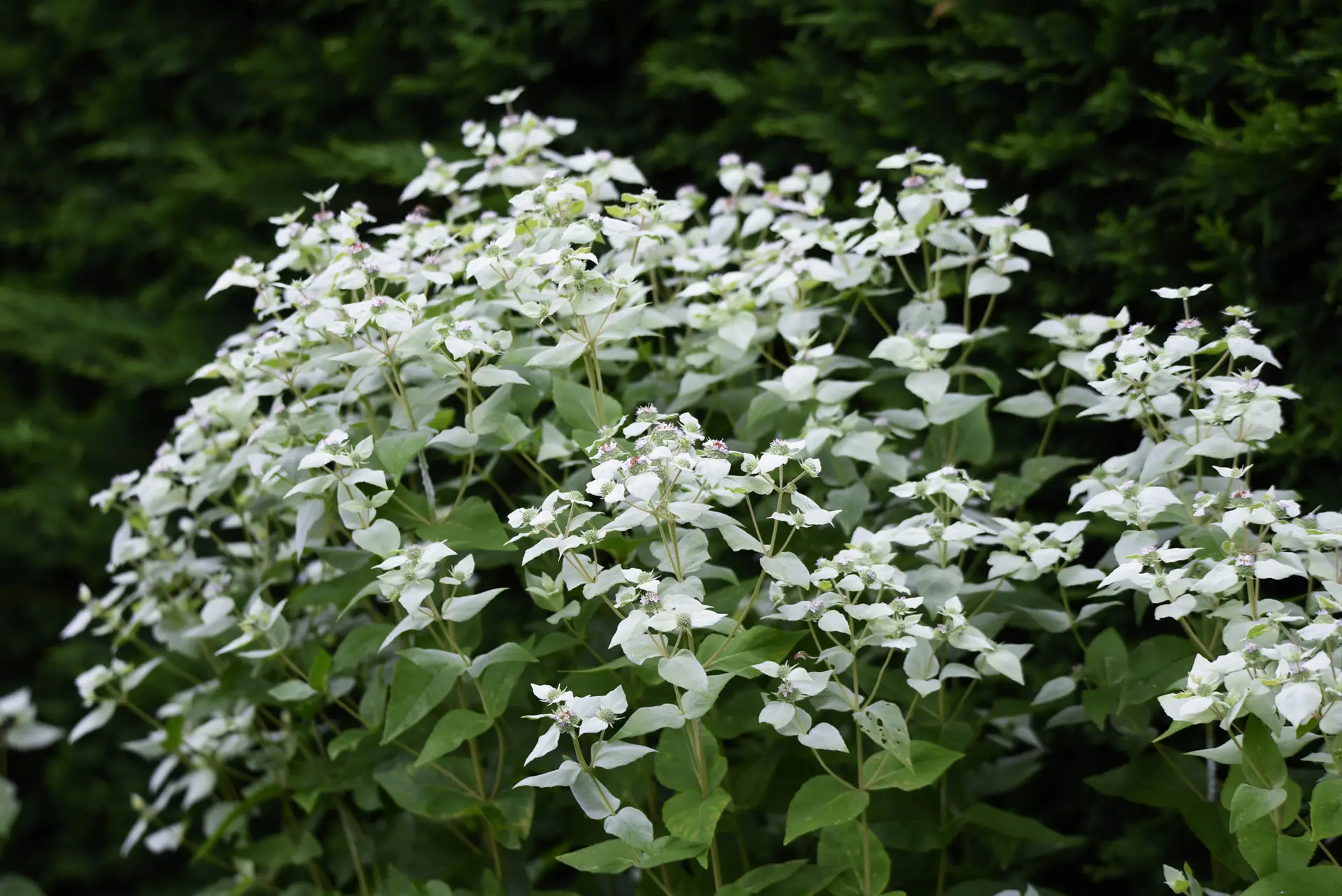 Silver mountain mint, a mound of white-dusted leaves and flowers