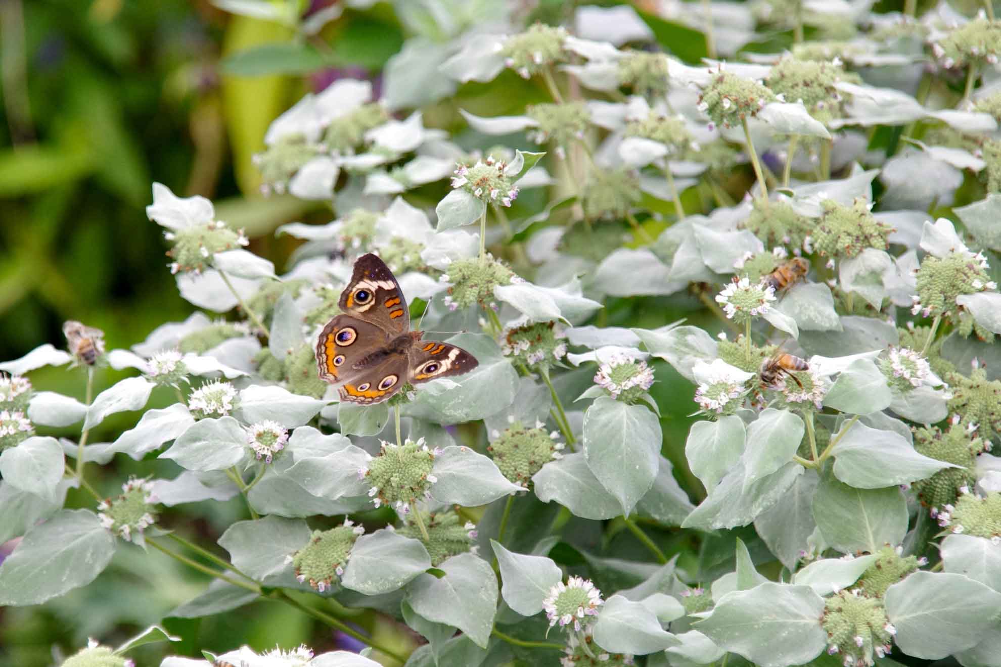 Native Mountain Mint - A Beginner's Guide - The Plant Native