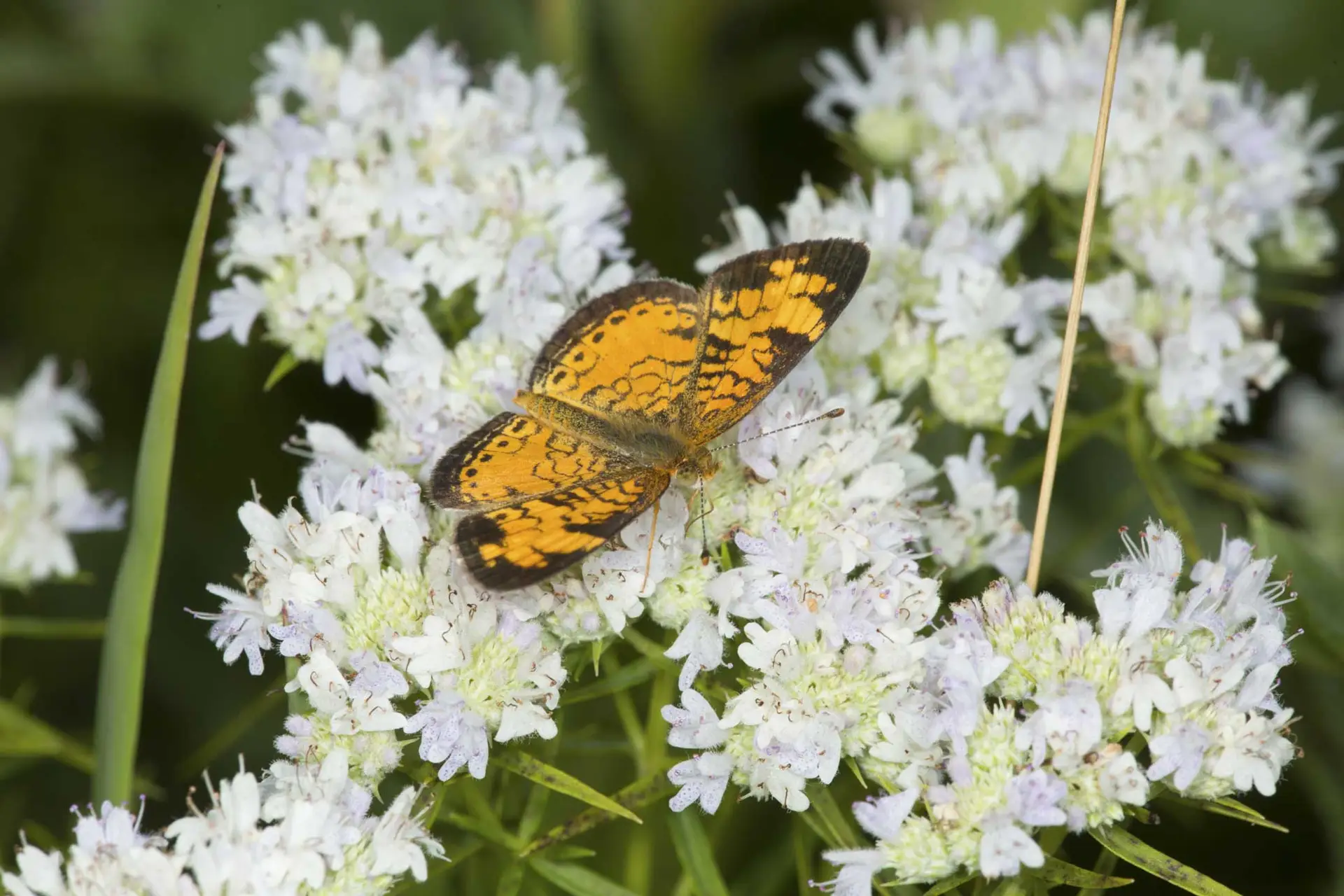 Pearl crescent butterfly on narrow-leaved mountain mint’s white flowers