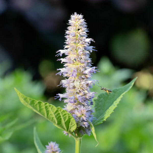 Native-bee-and-a-native-agastache - the Plant Native