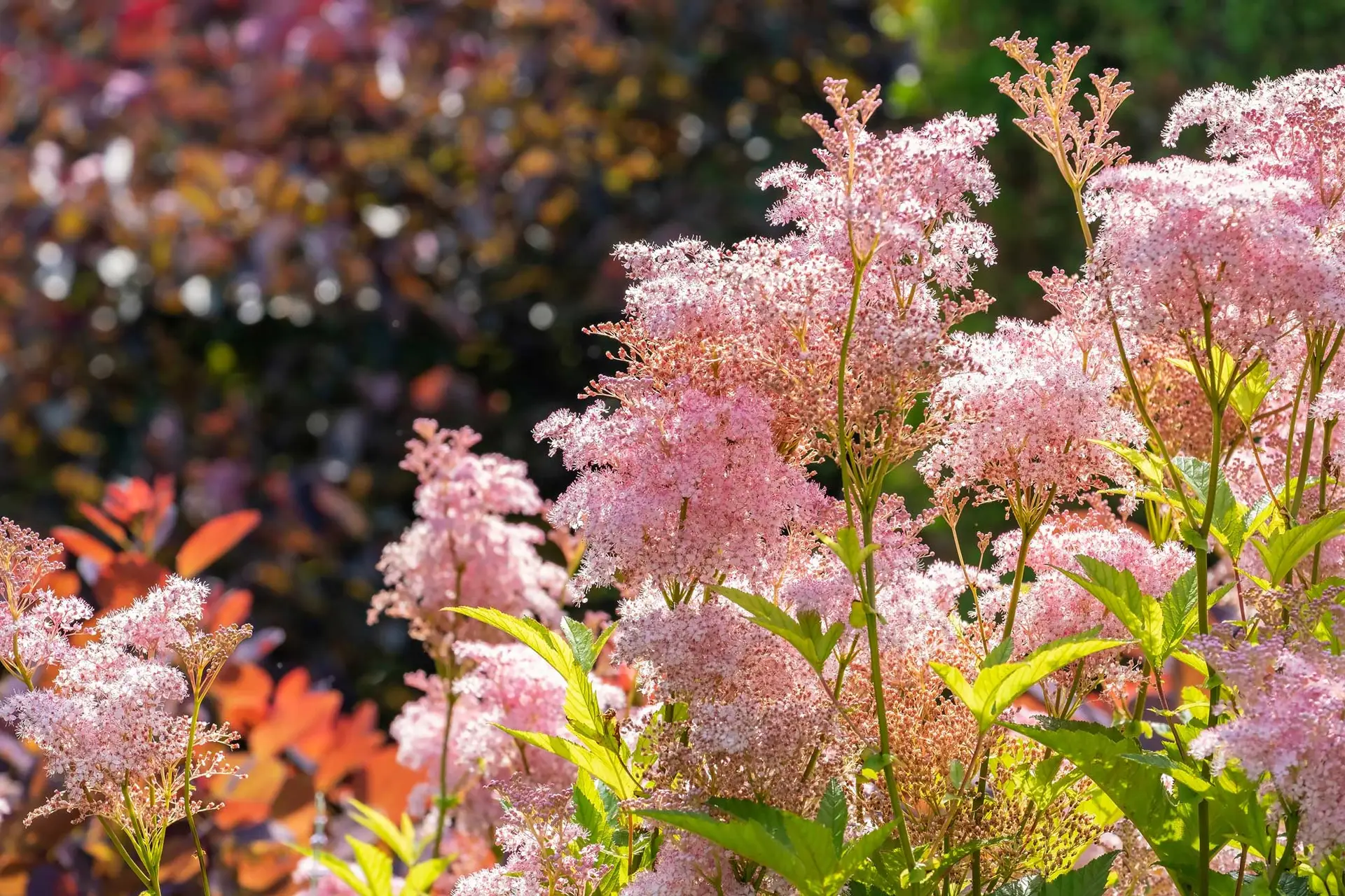 Queen of the prairie, frothy pink flower clusters against dark red and orange shrubs
