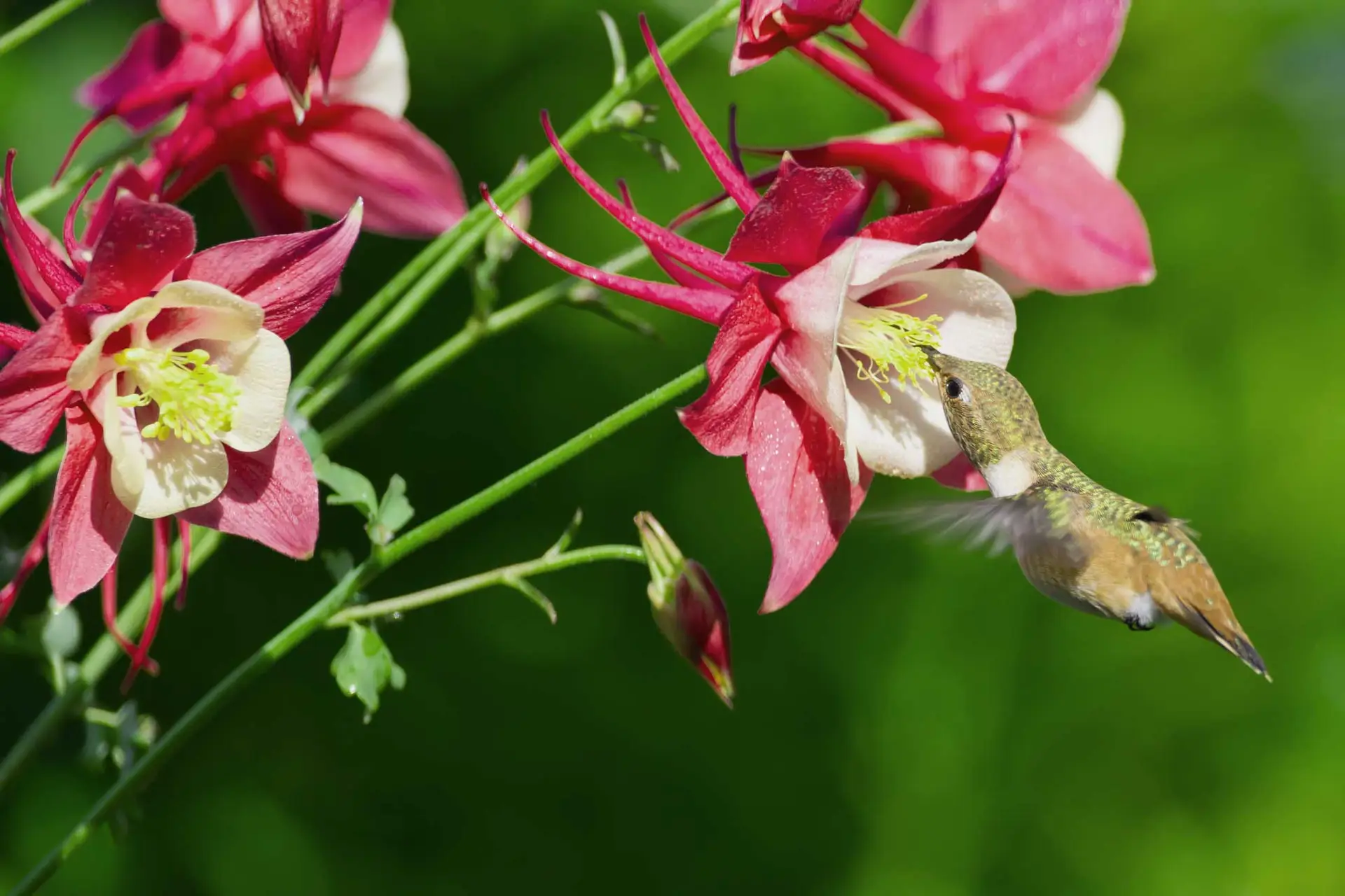 Hummingbird sipping from a red and white columbine flower