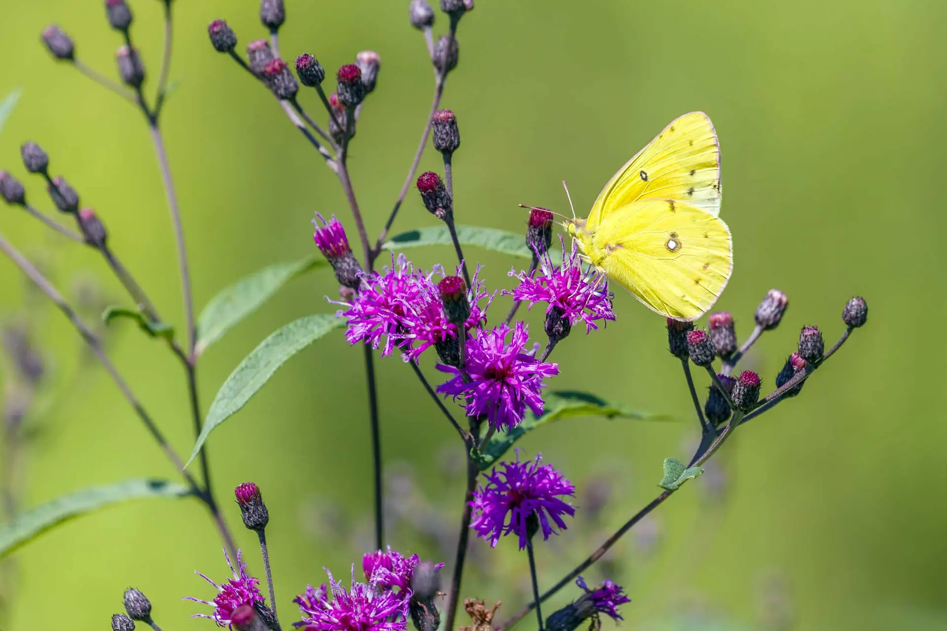 Orange sulphur butterfly on New York ironweed’s purple flowers and buds
