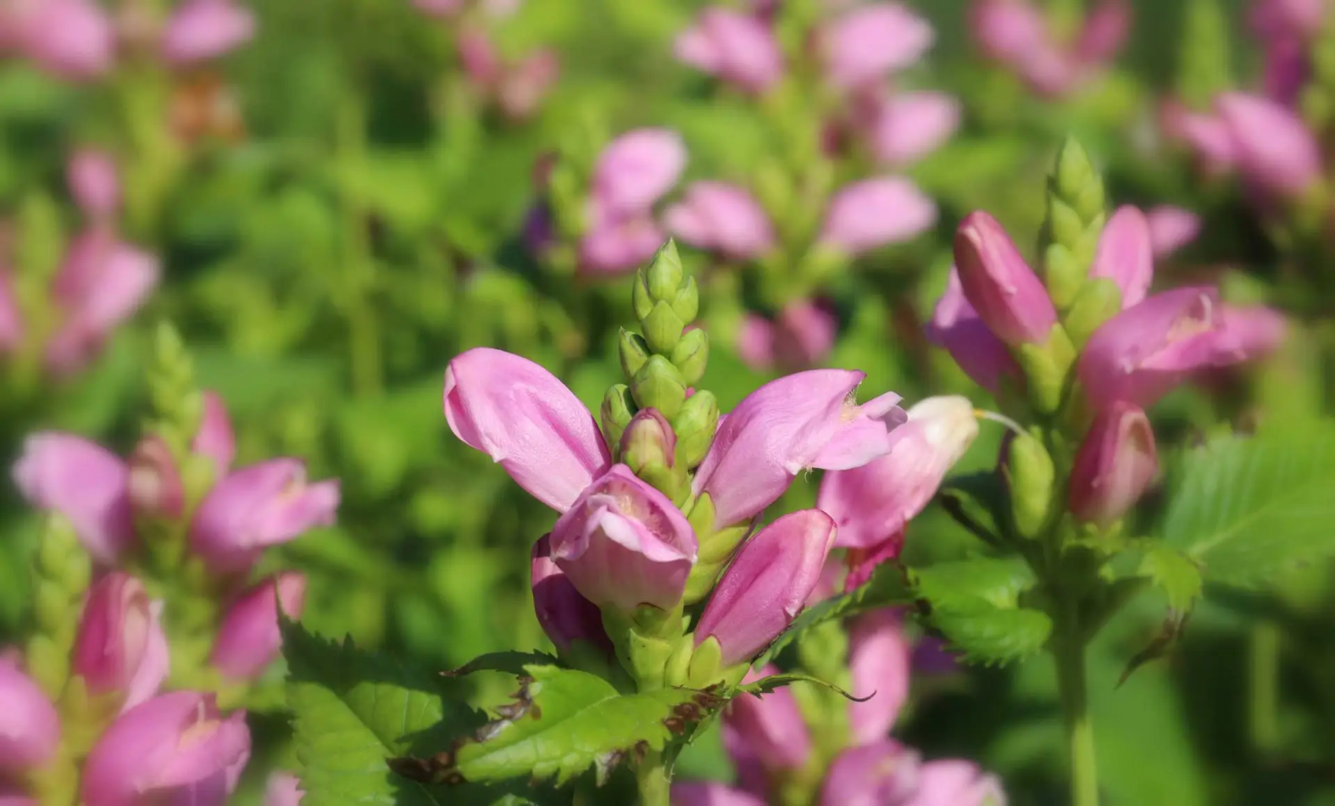 Pink turtlehead flowers up close, puffy pink hoods