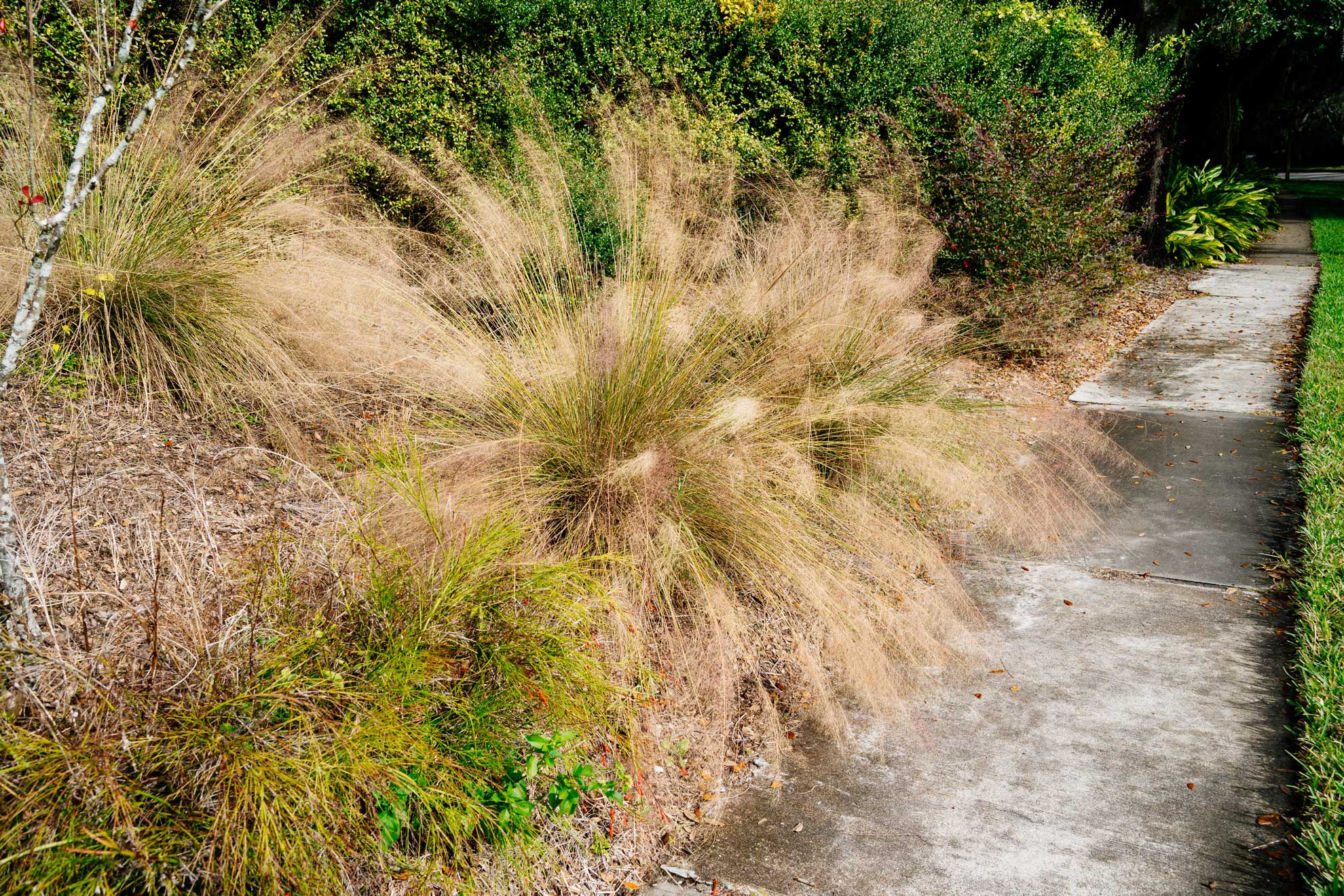 Planting Guide for Purple Muhly Grass The Plant Native