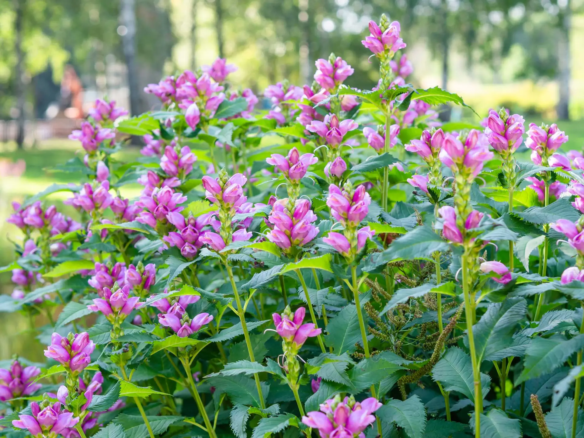 Red turtlehead, a large clump of rosy pink hooded flowers