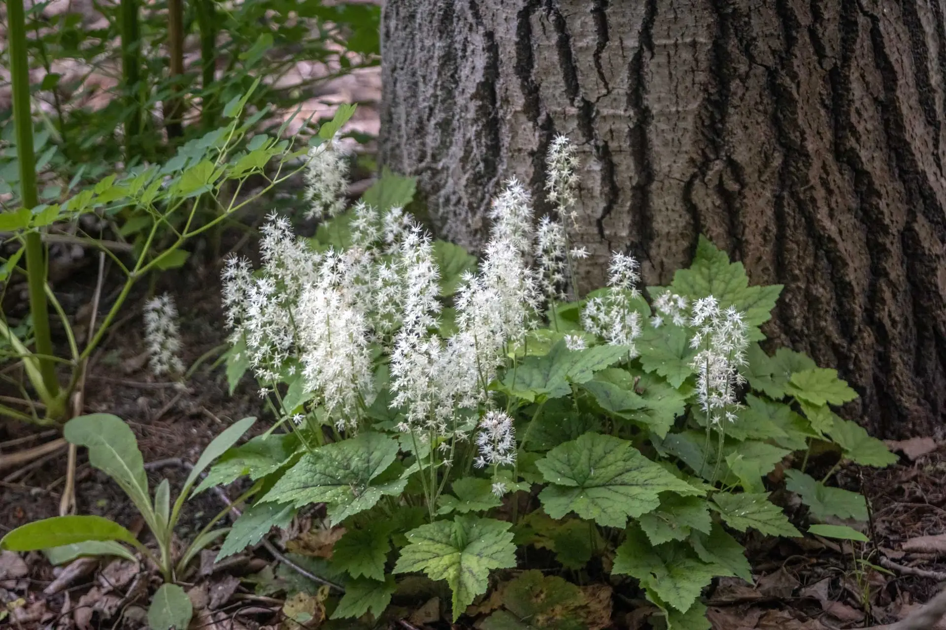 Foamflower blooming white at the base of a large tree trunk