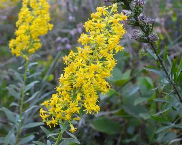 Goldenrod Seeds (Solidago Canadensis) - 300+ Seeds For Pollinators, Perennial