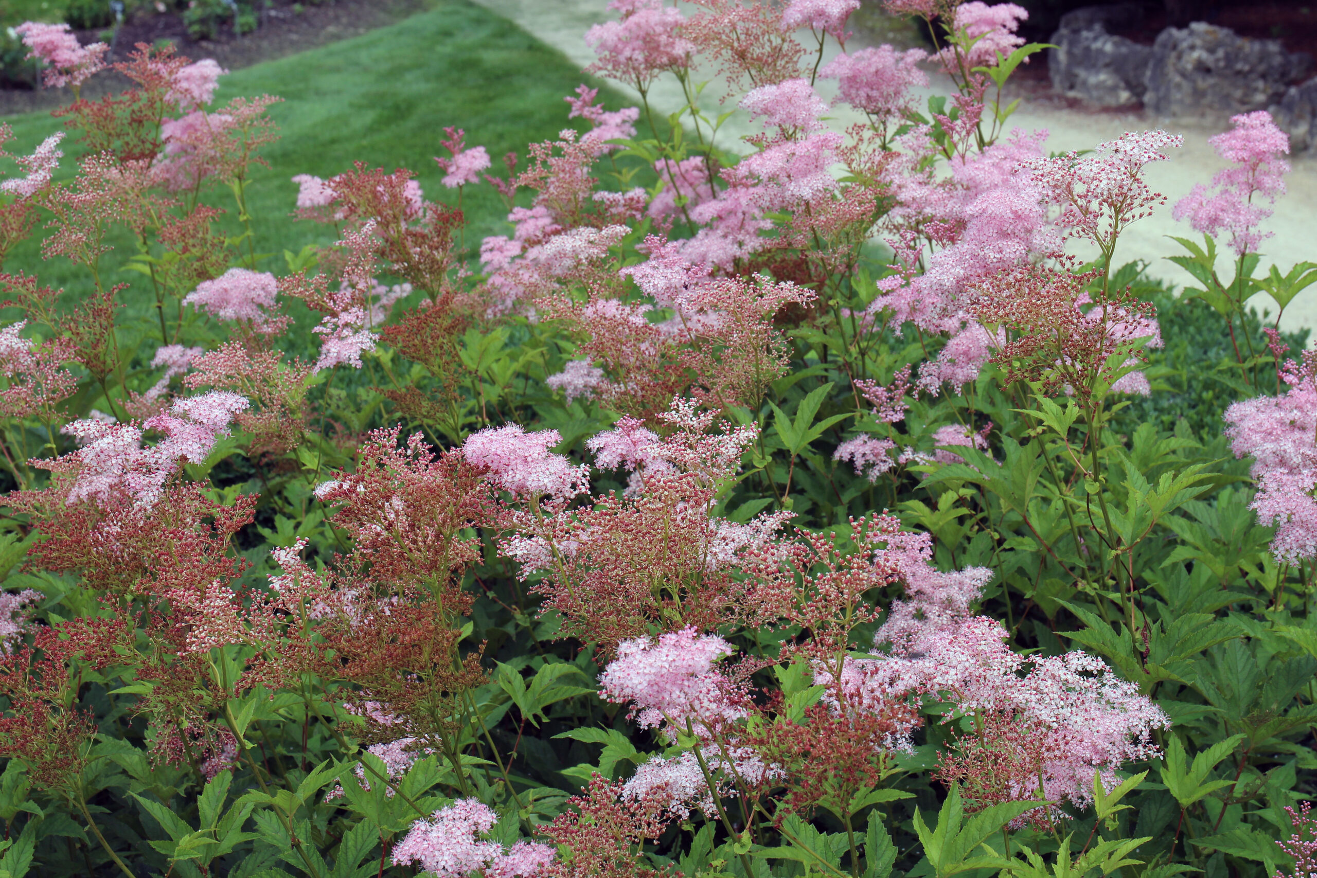 Queen of the prairie planted in a group, a mass of fluffy pink flowers along a garden path