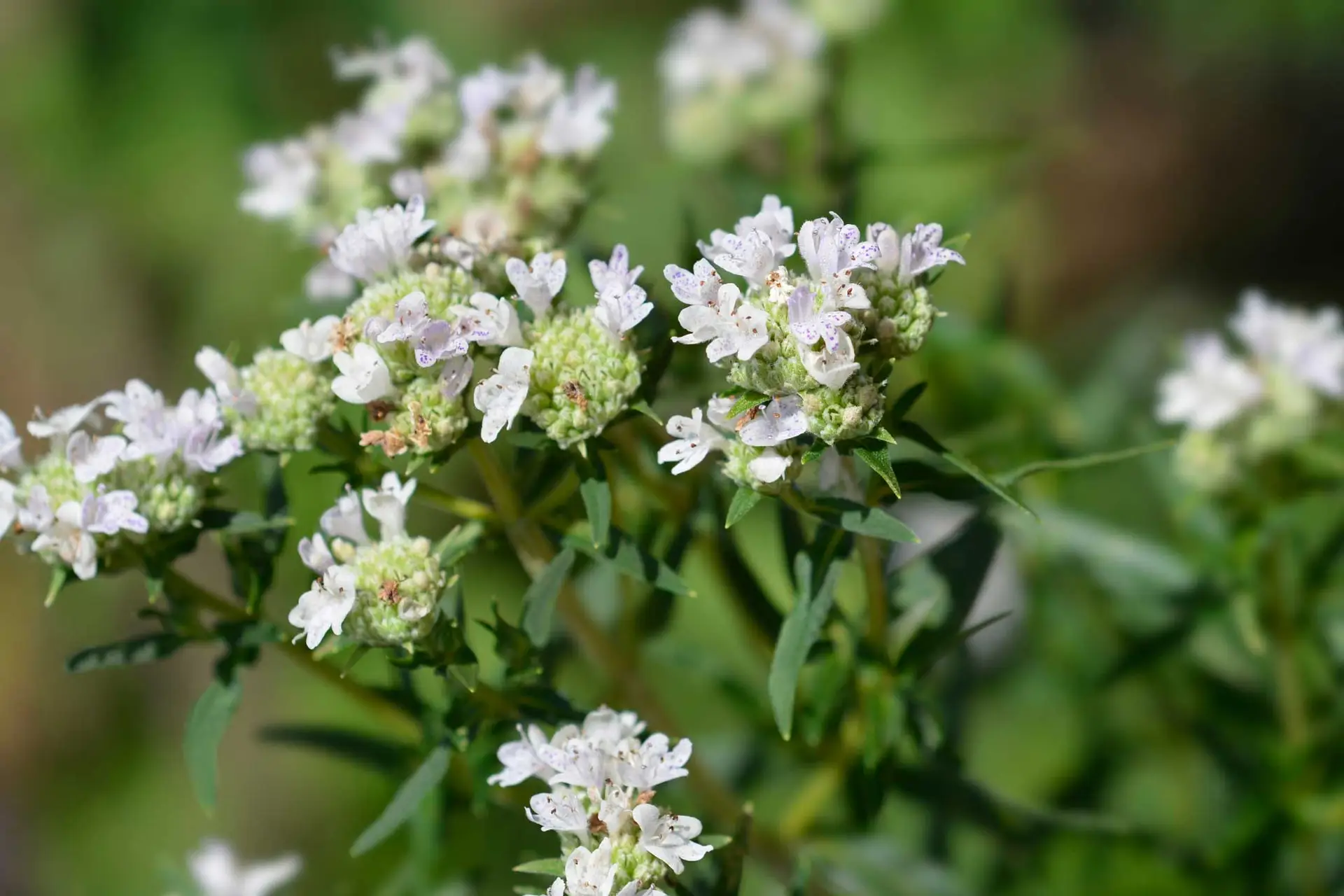 Virginia mountain mint, clusters of small white flowers with purple spots
