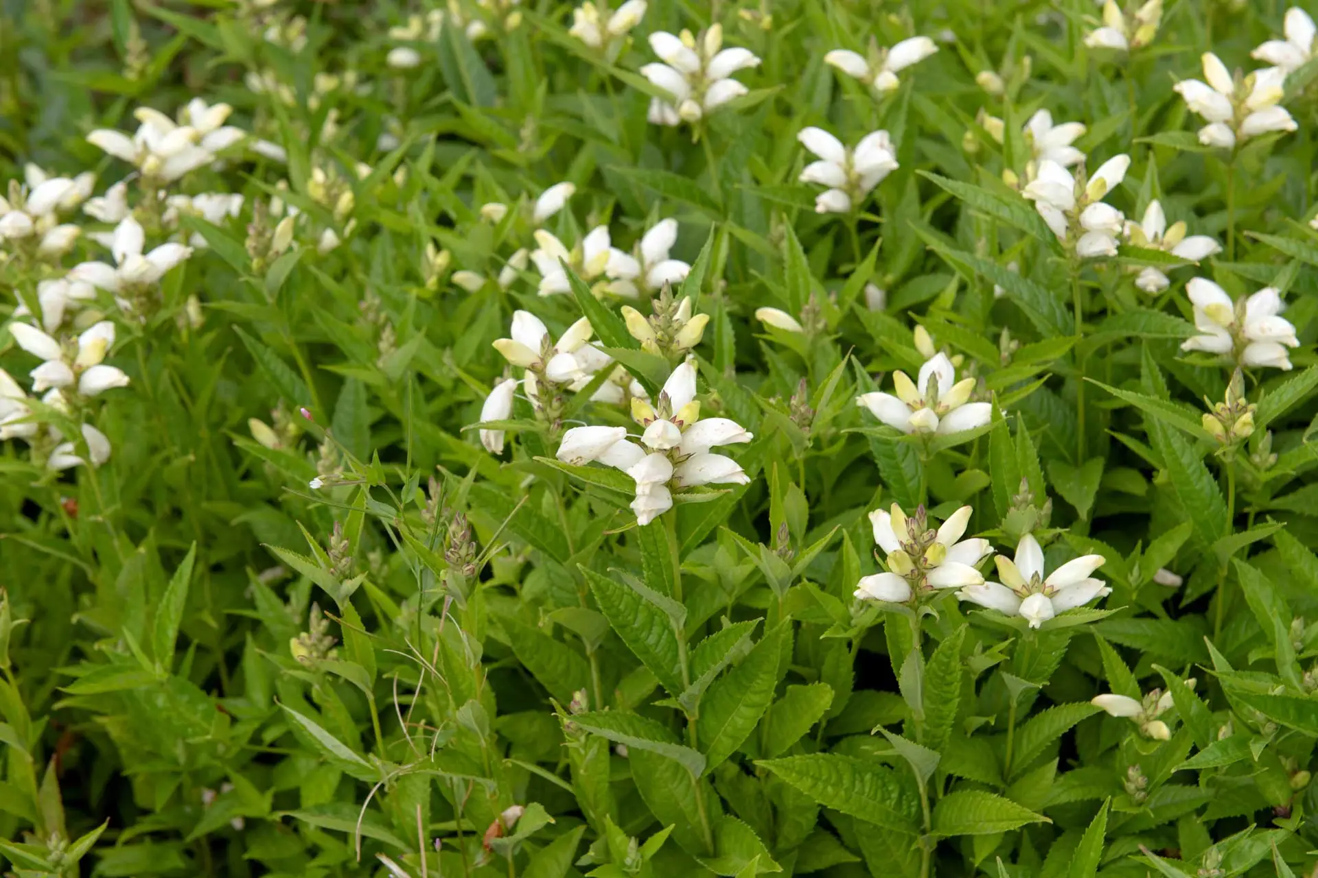 White turtlehead, a patch of hooded white flowers over narrow leaves