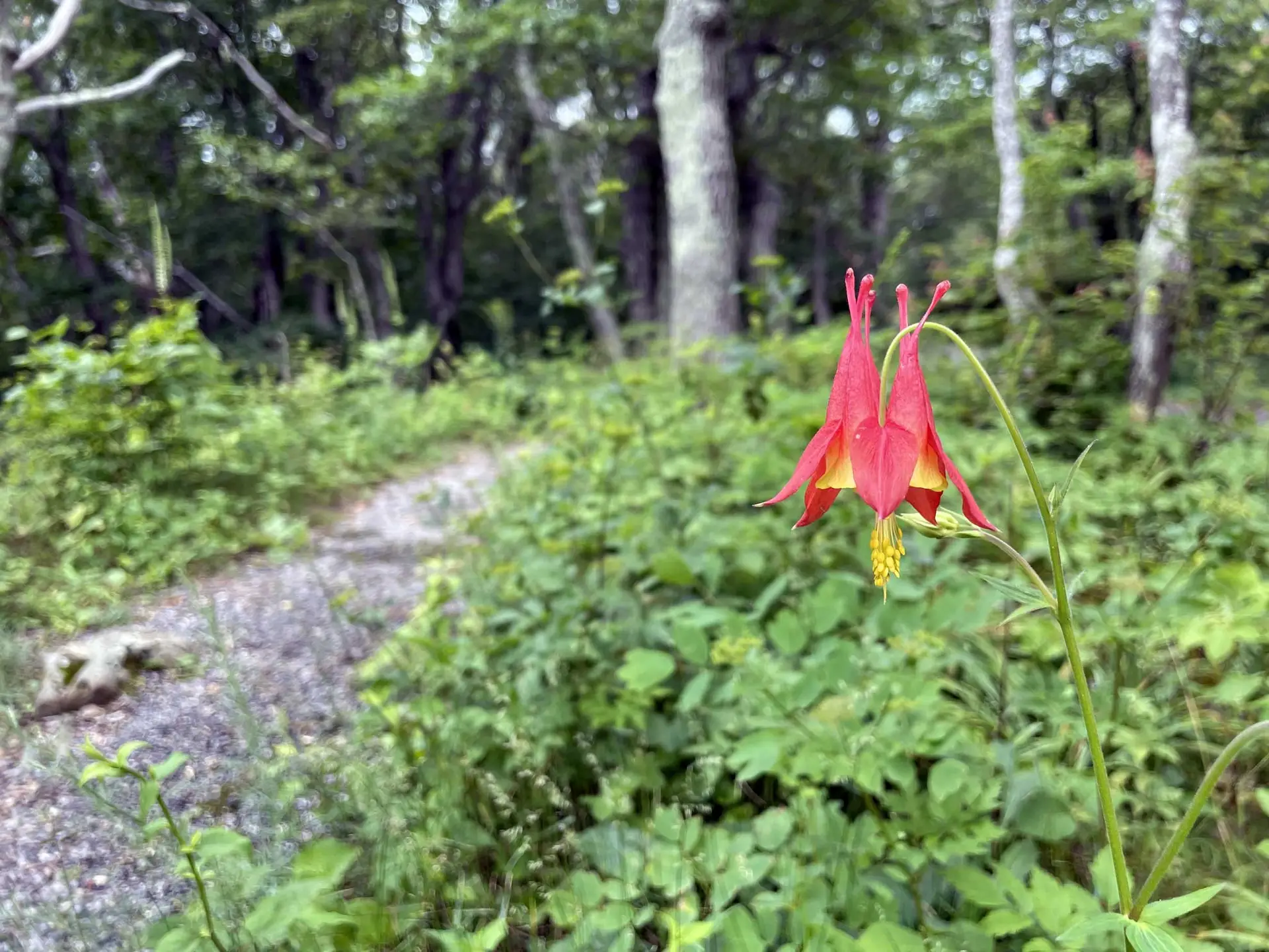 Red columbine, a single red and yellow flower beside a woodland trail