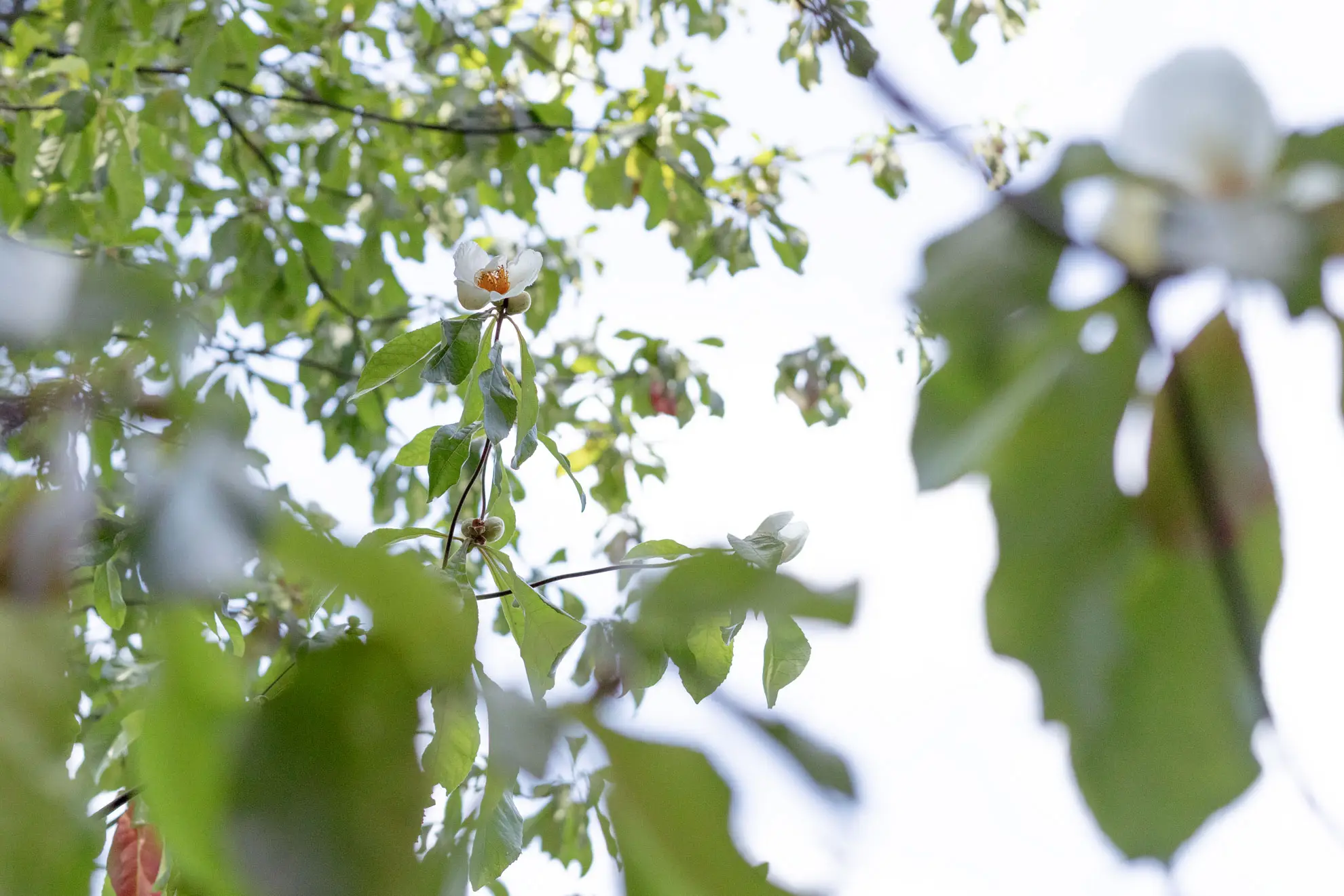 Franklin tree in bloom, white flowers with orange centers high in a leafy canopy