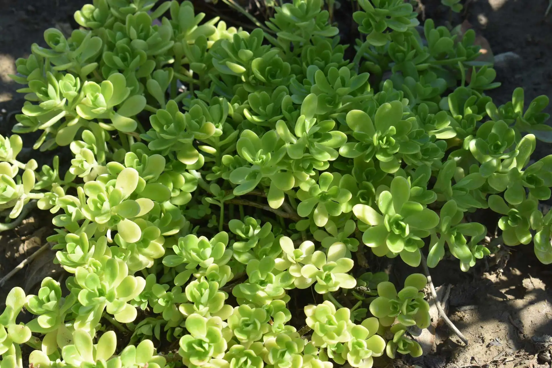 Broadleaf stonecrop, a mat of fleshy pale green rosettes