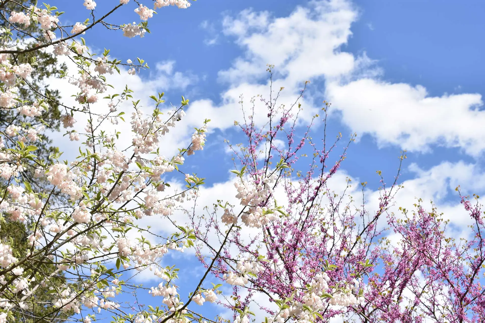 Carolina silverbell with white flowers and an eastern redbud in pink bloom, against a blue sky with clouds