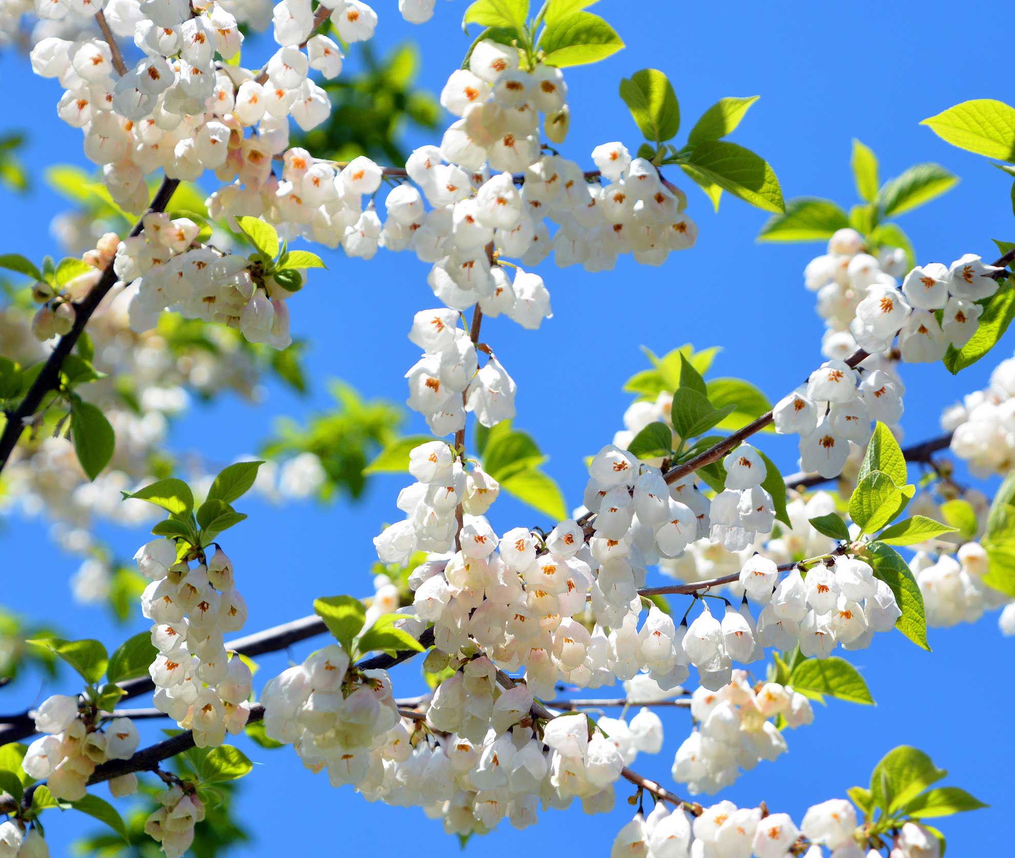 Guide to Planting a Carolina Silverbell The Plant Native