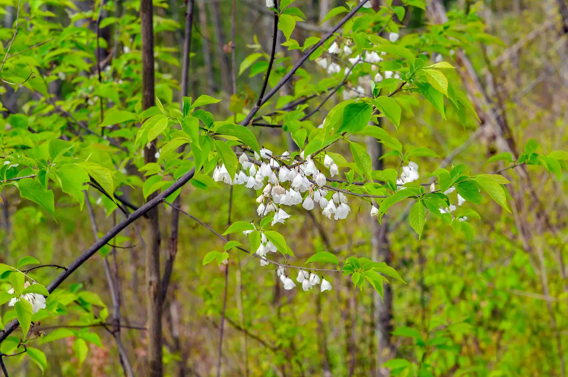 Carolina silverbell in spring, white bell flowers dangling under new green leaves at the edge of a woods