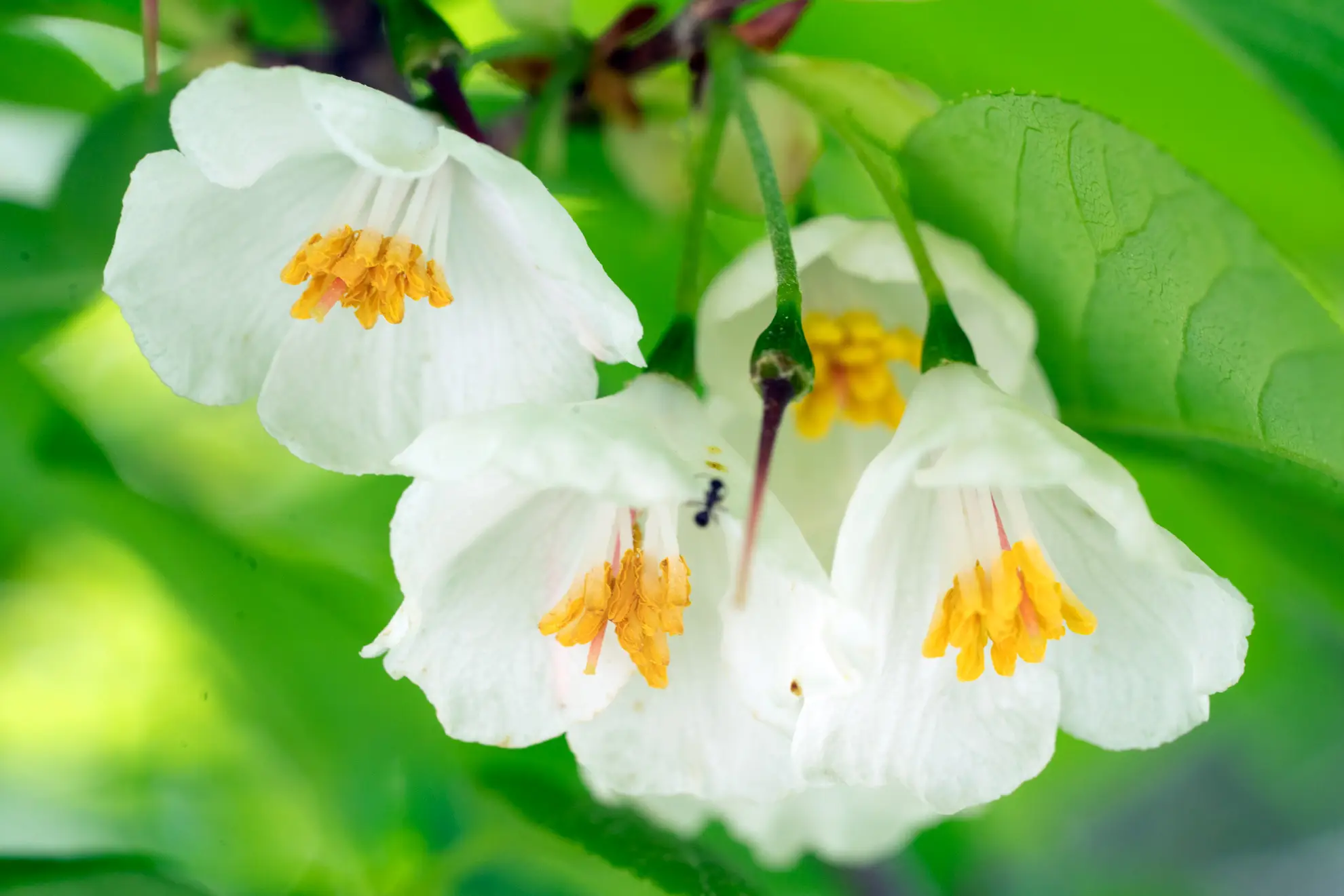 Carolina silverbell flowers up close, white bells with yellow stamens hanging down