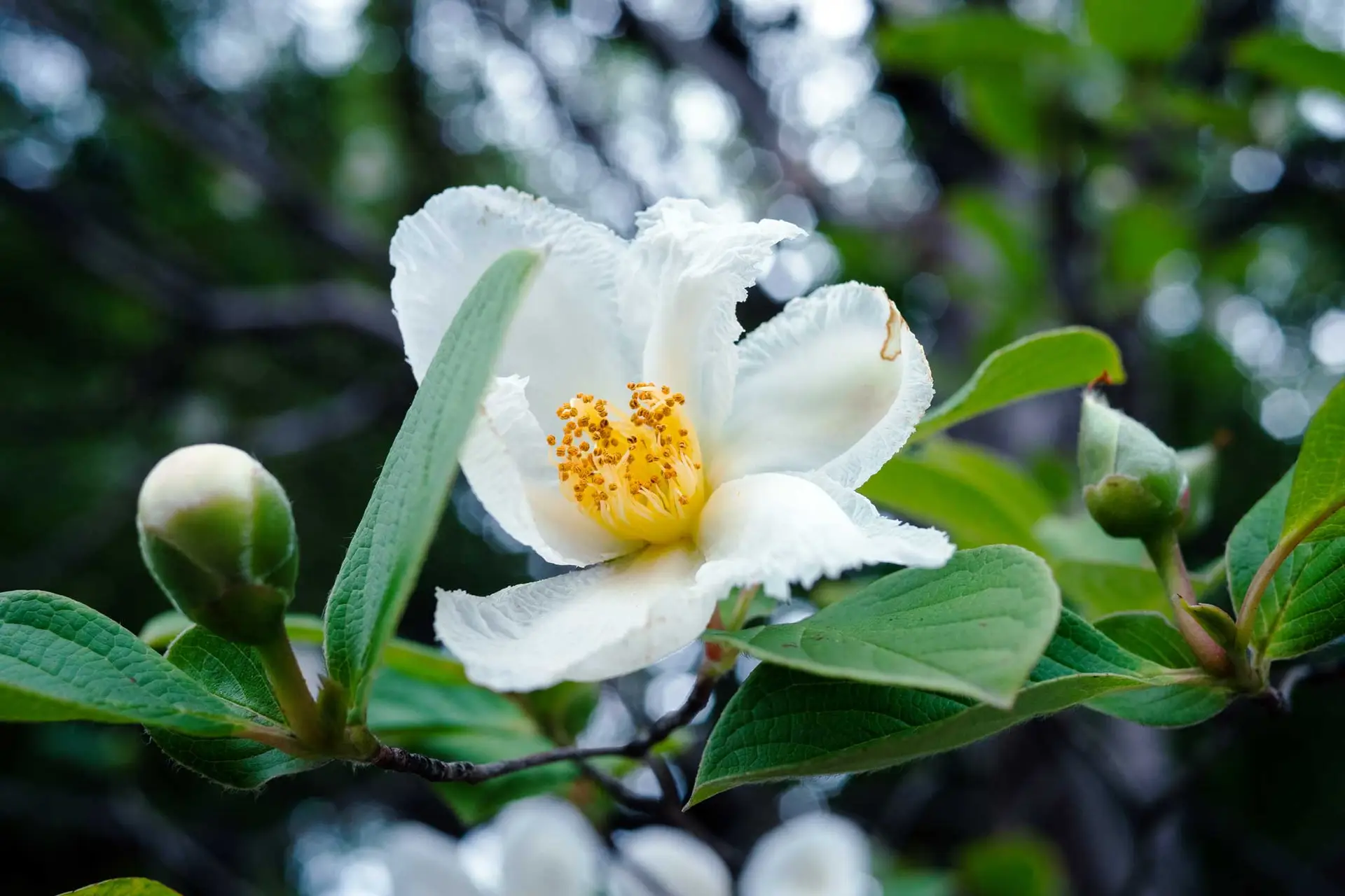 Franklin tree flower, a white cup of crinkled petals and golden stamens beside a round bud