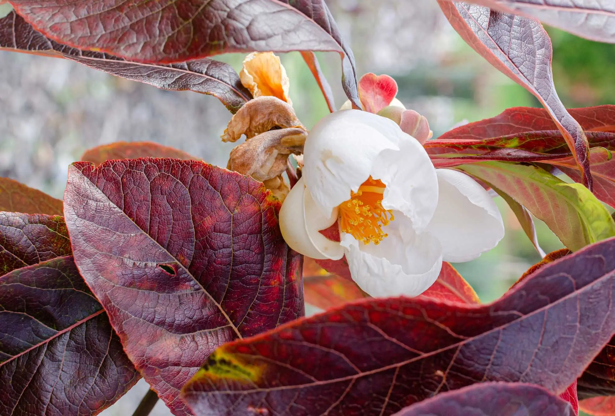 Franklin tree in fall, a white flower among deep red leaves