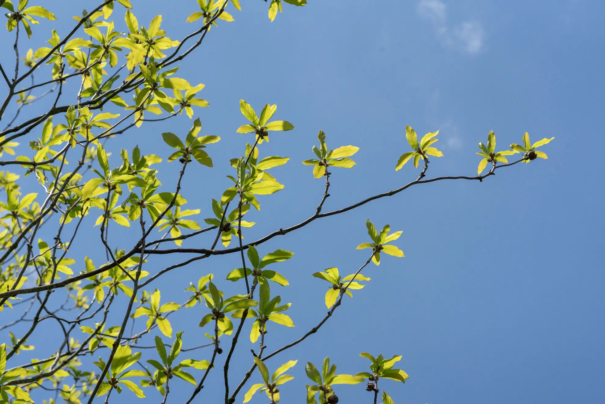 Franklin tree leaves, bright yellow-green clusters at the branch tips against a blue sky