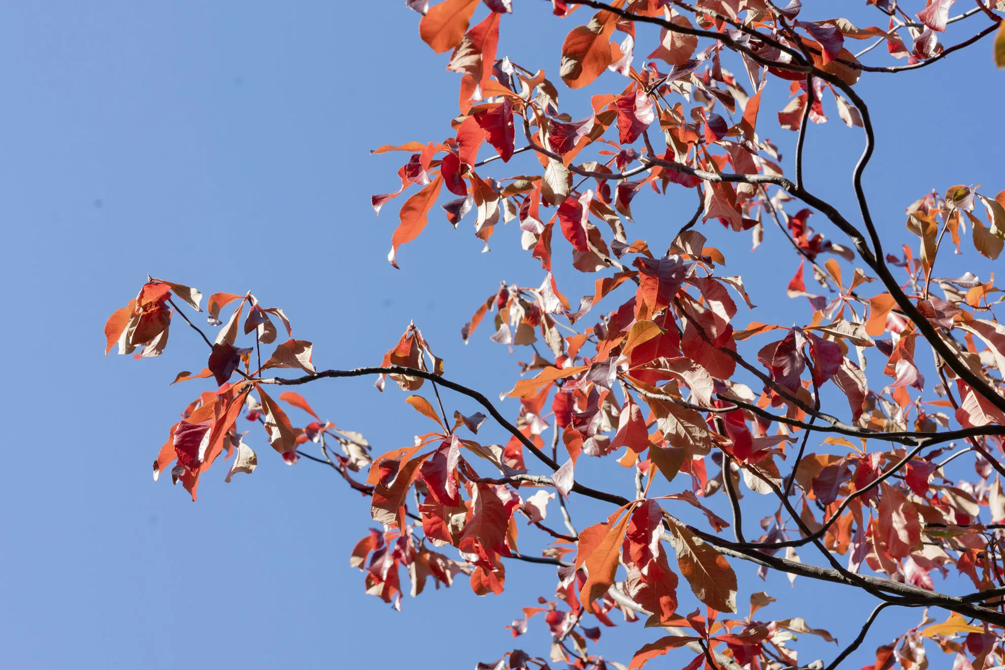 Franklin tree in fall, red and orange leaves on branches against a blue sky