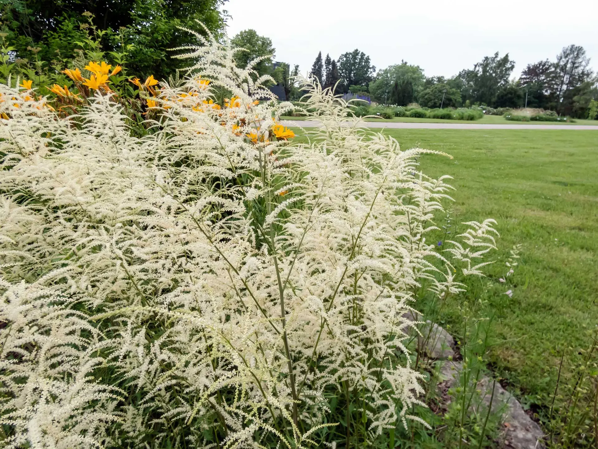 Goatsbeard, a big clump of creamy white plumes beside orange daylilies and a lawn