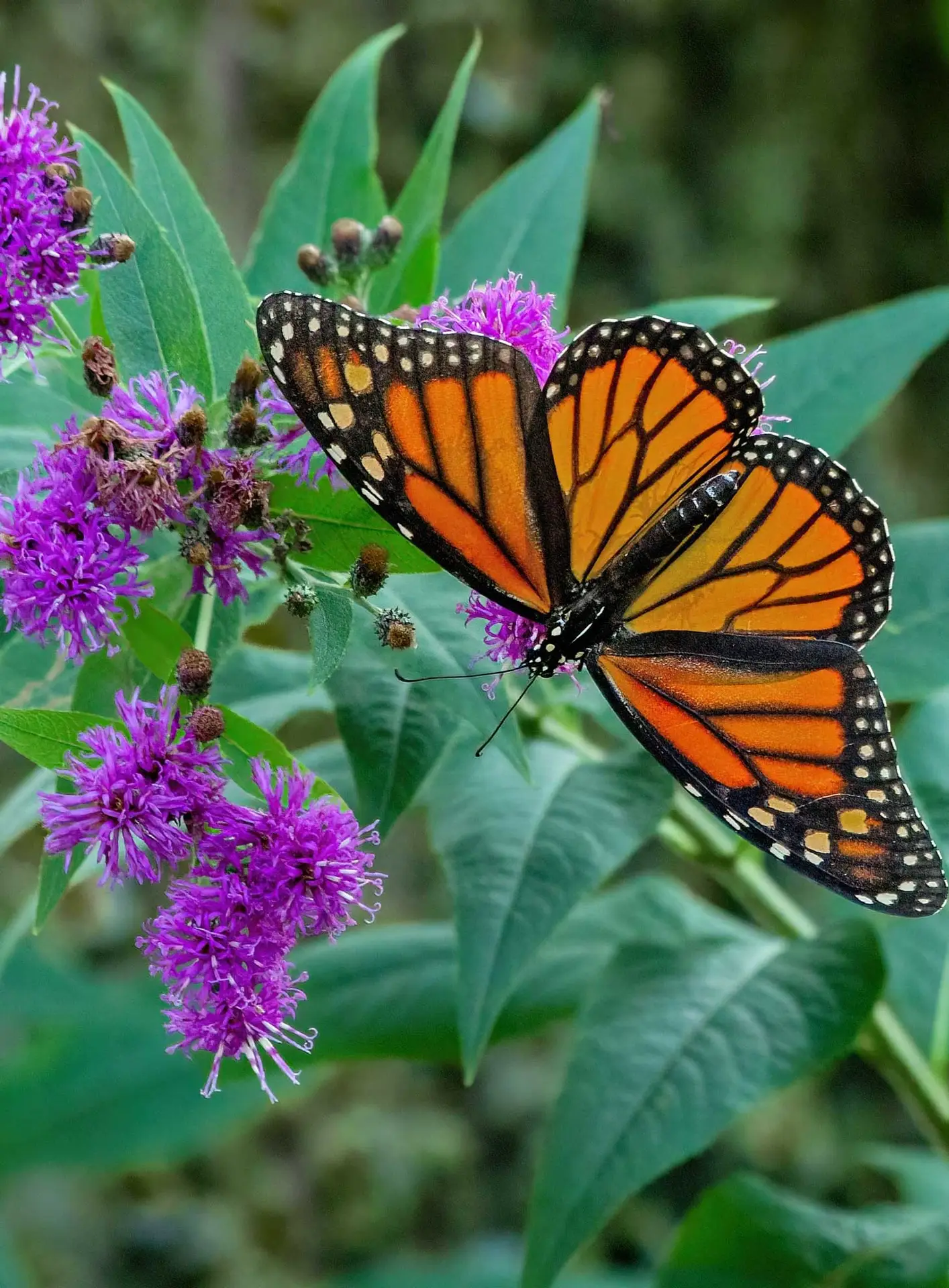 Monarch butterfly feeding on ironweedโs purple flower clusters