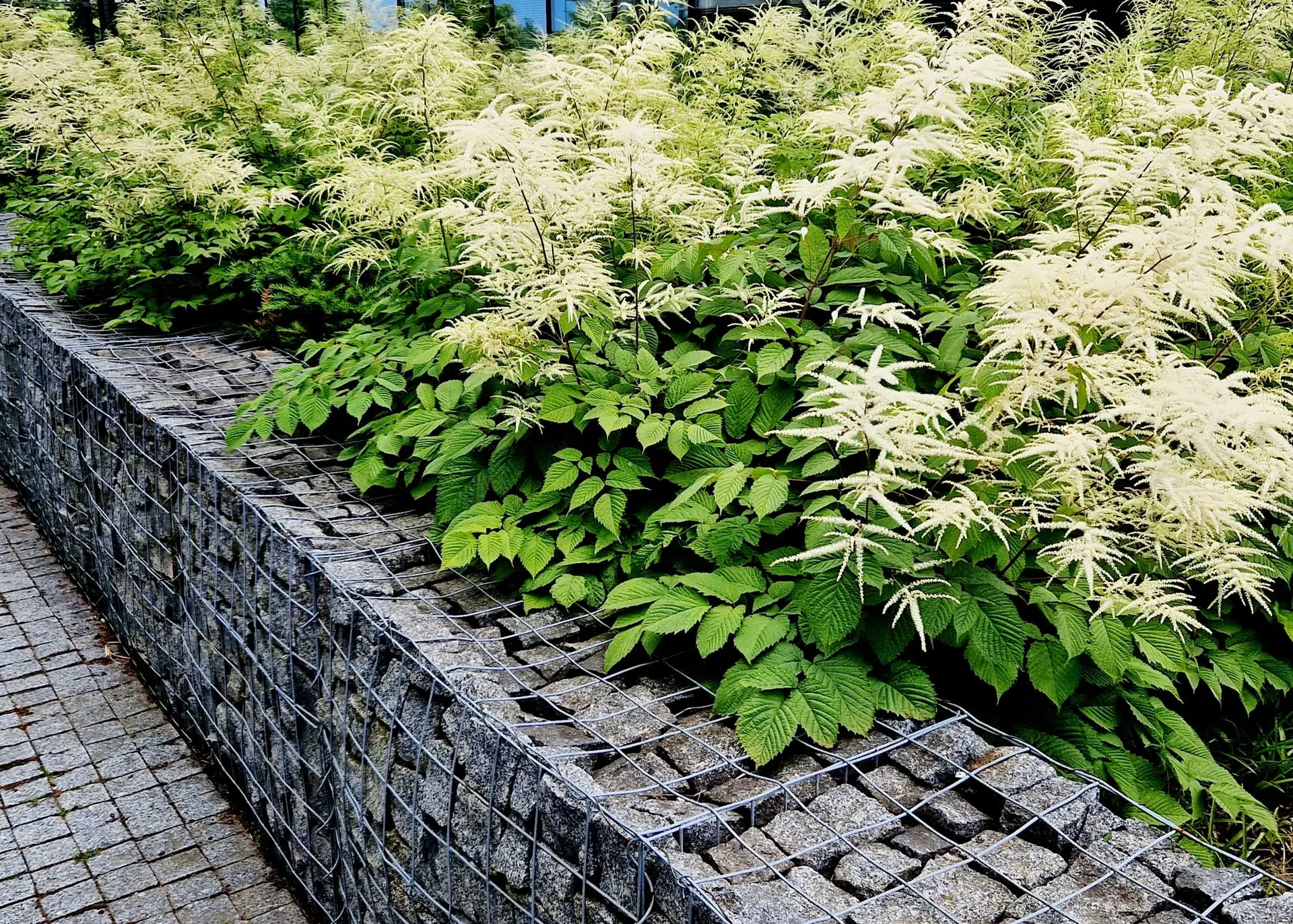 Goatsbeard planted in a mass along a stone wall, creamy plumes over leafy green mounds