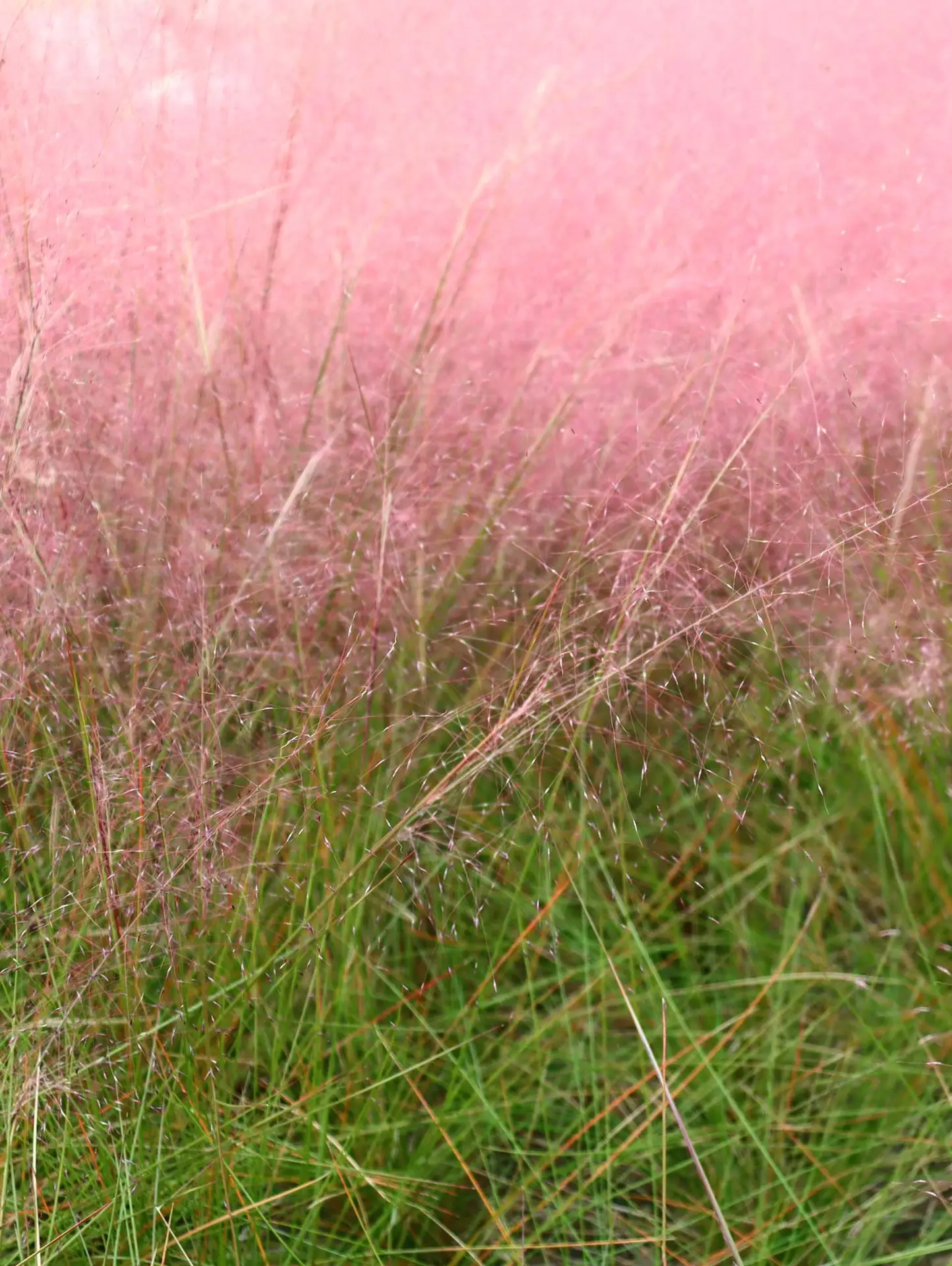 Purple muhly grass, a haze of pink flower plumes above green blades