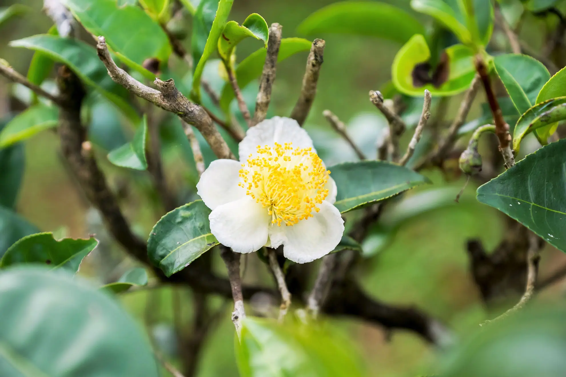 Tea plant flower, white petals around a yellow center among glossy leaves