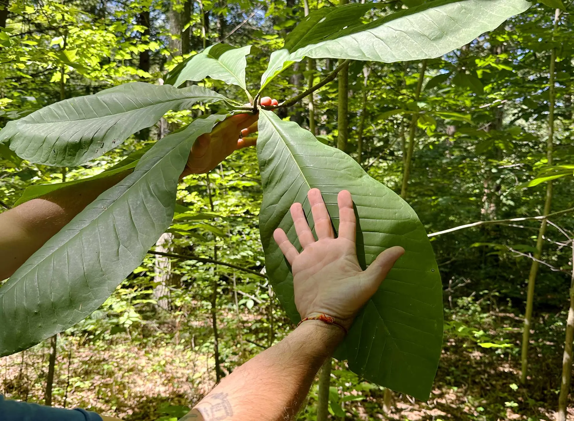 Umbrella magnolia leaves, each longer than the outstretched hand held against it