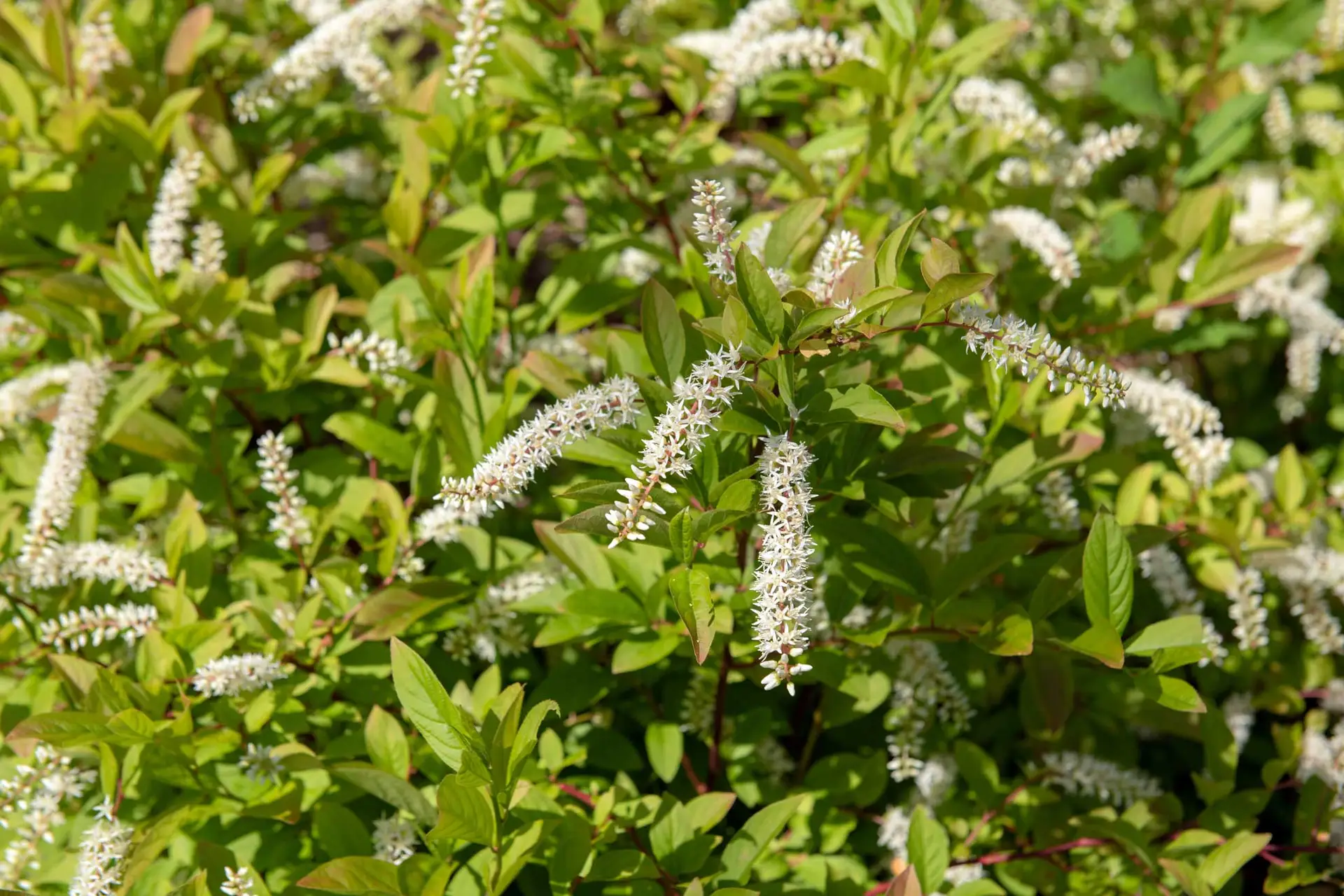 Planting Guide for Virginia Sweetspire The Plant Native