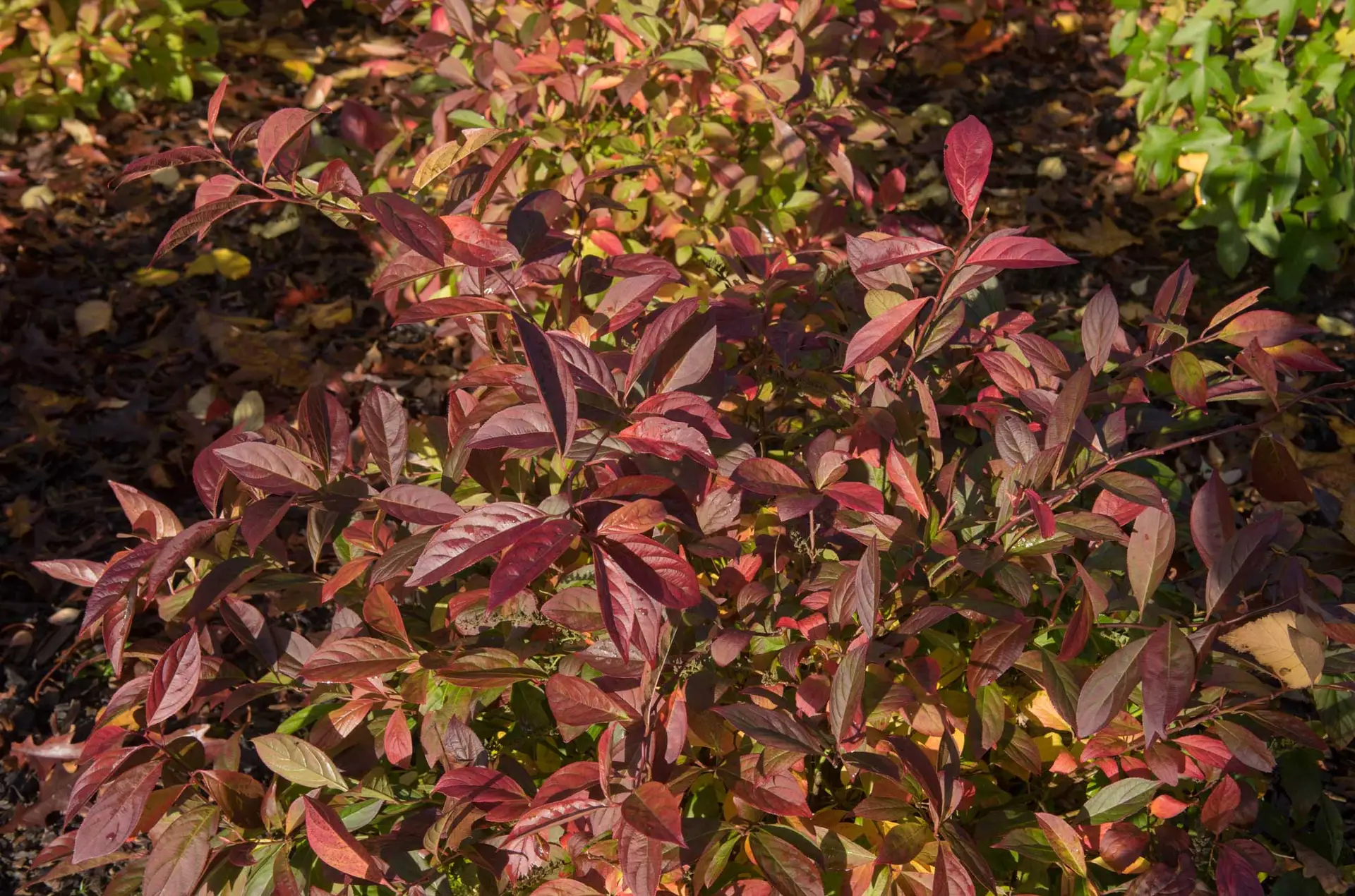 Virginia sweetspire in fall, leaves turned burgundy and red