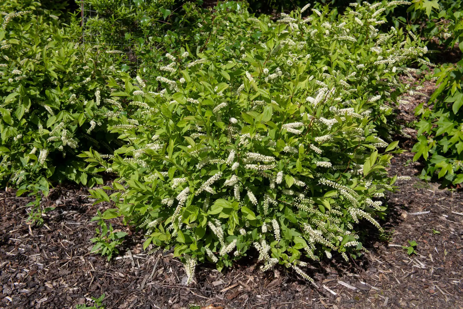 Virginia sweetspire, a low shrub with white flower spikes in a mulched bed