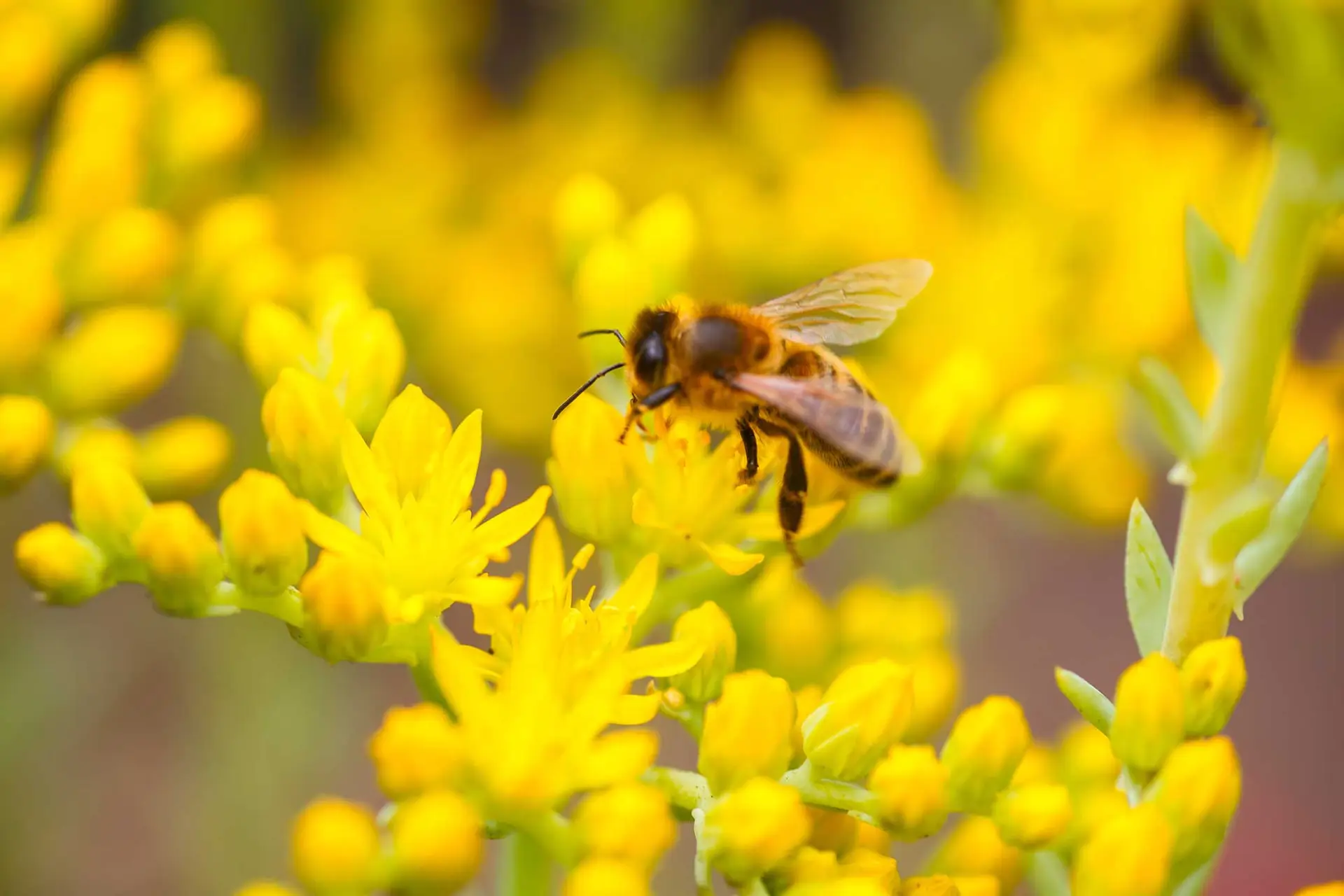 Honeybee on broadleaf stonecrop’s yellow star-shaped flowers