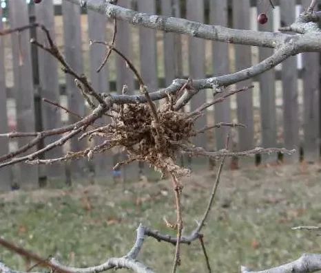 Witch’s broom on a bare hackberry branch, a dense knot of twiggy growth
