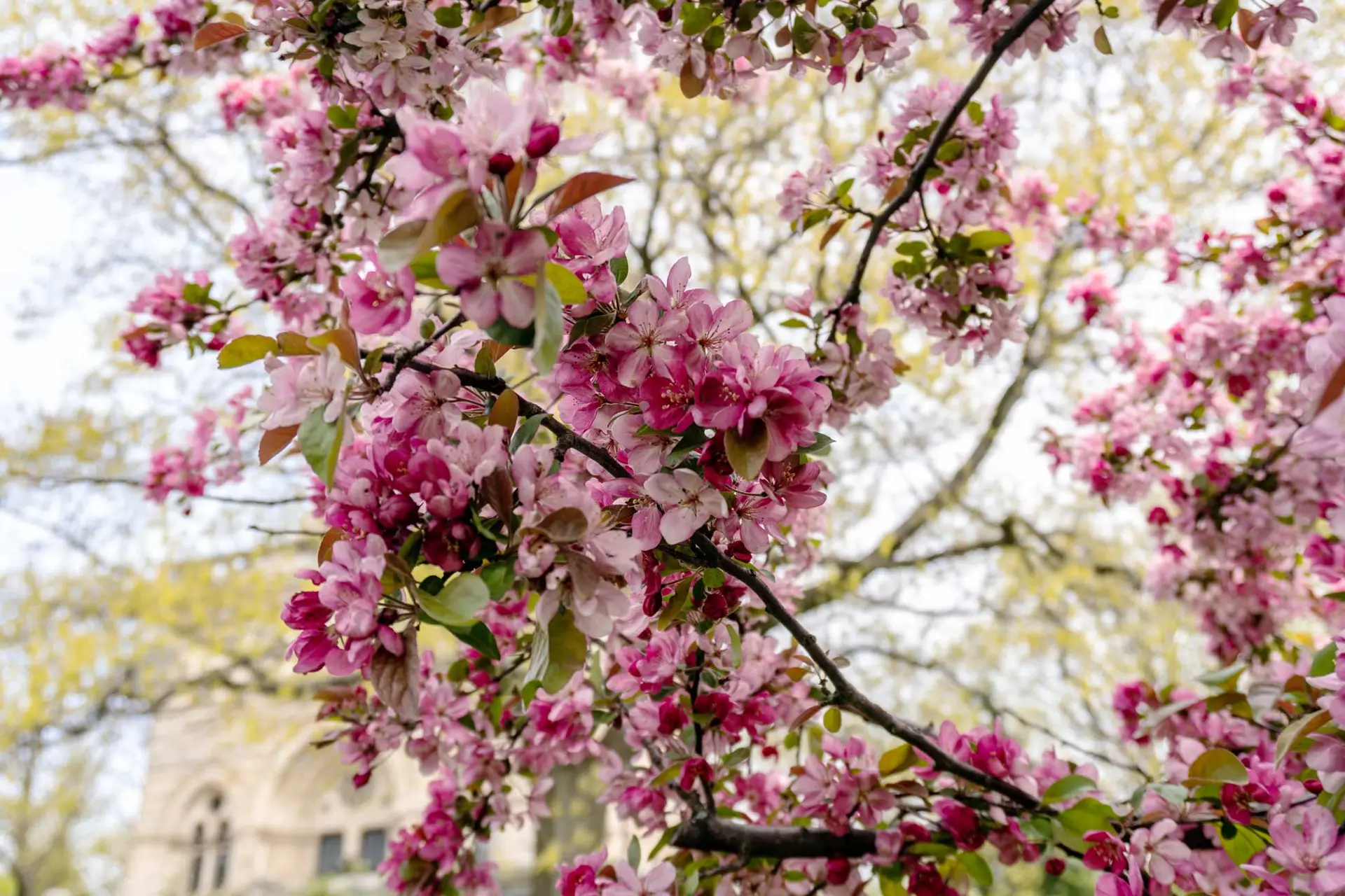 Crabapple blossoms in deep pink and pale pink, close up on dark branches