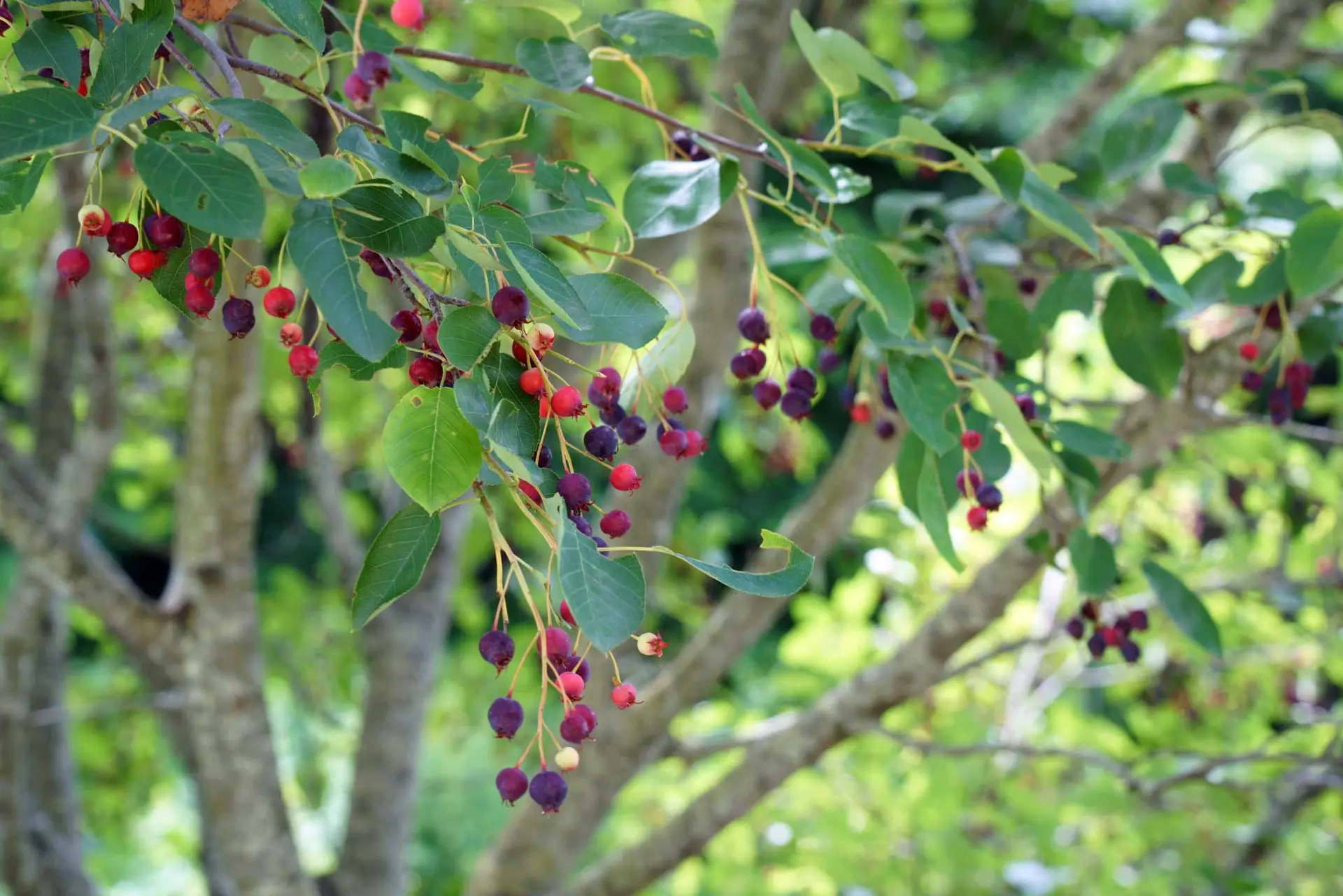 Canadian serviceberry, red and dark purple berries hanging from a multi-trunk tree
