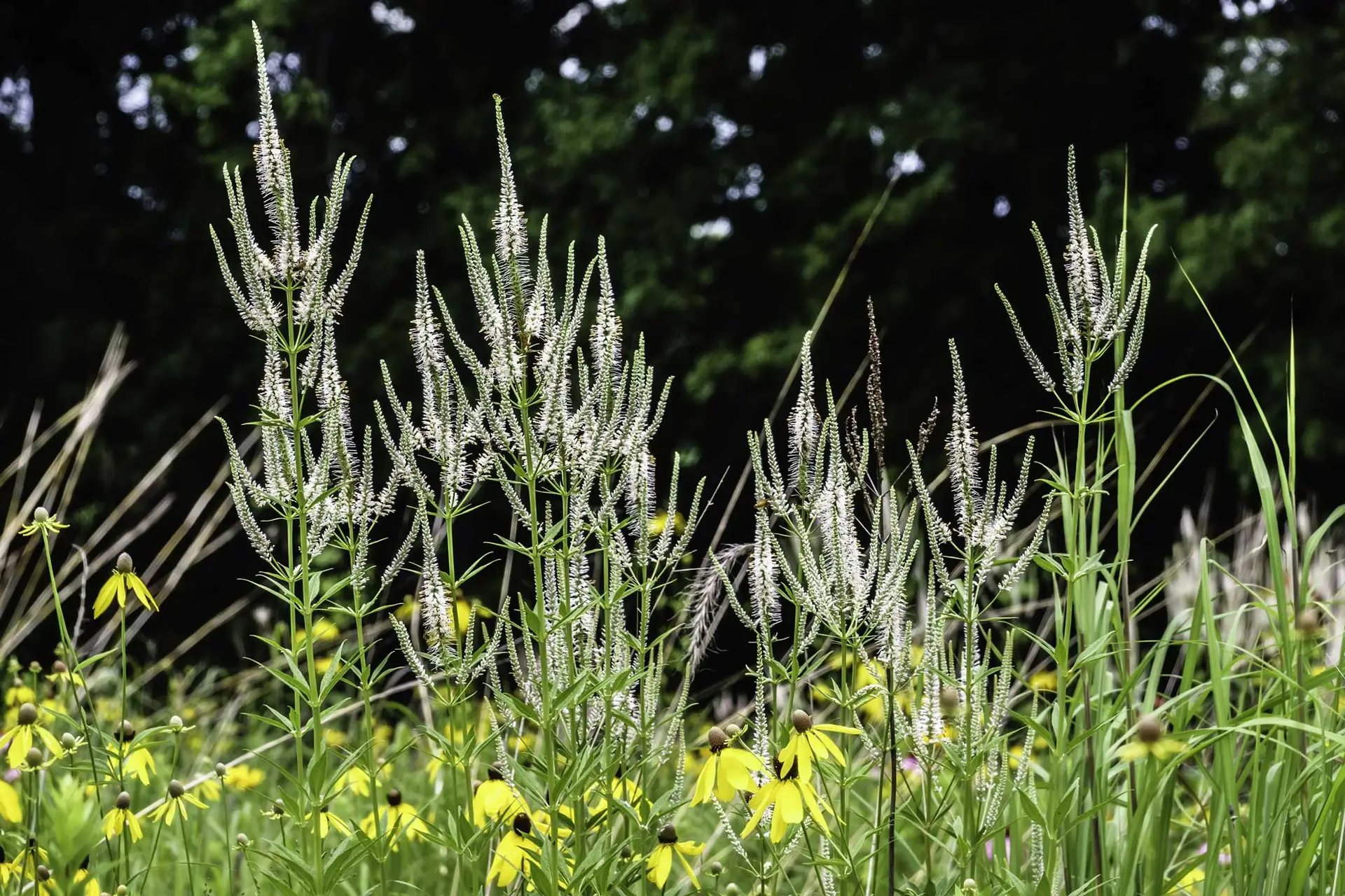 Culver’s root, tall white candelabra spikes above yellow gray-headed coneflowers