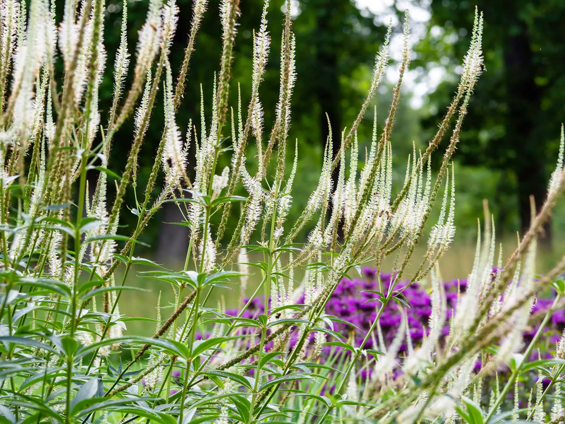 Culver’s root, slender white flower spikes in front of purple flowers