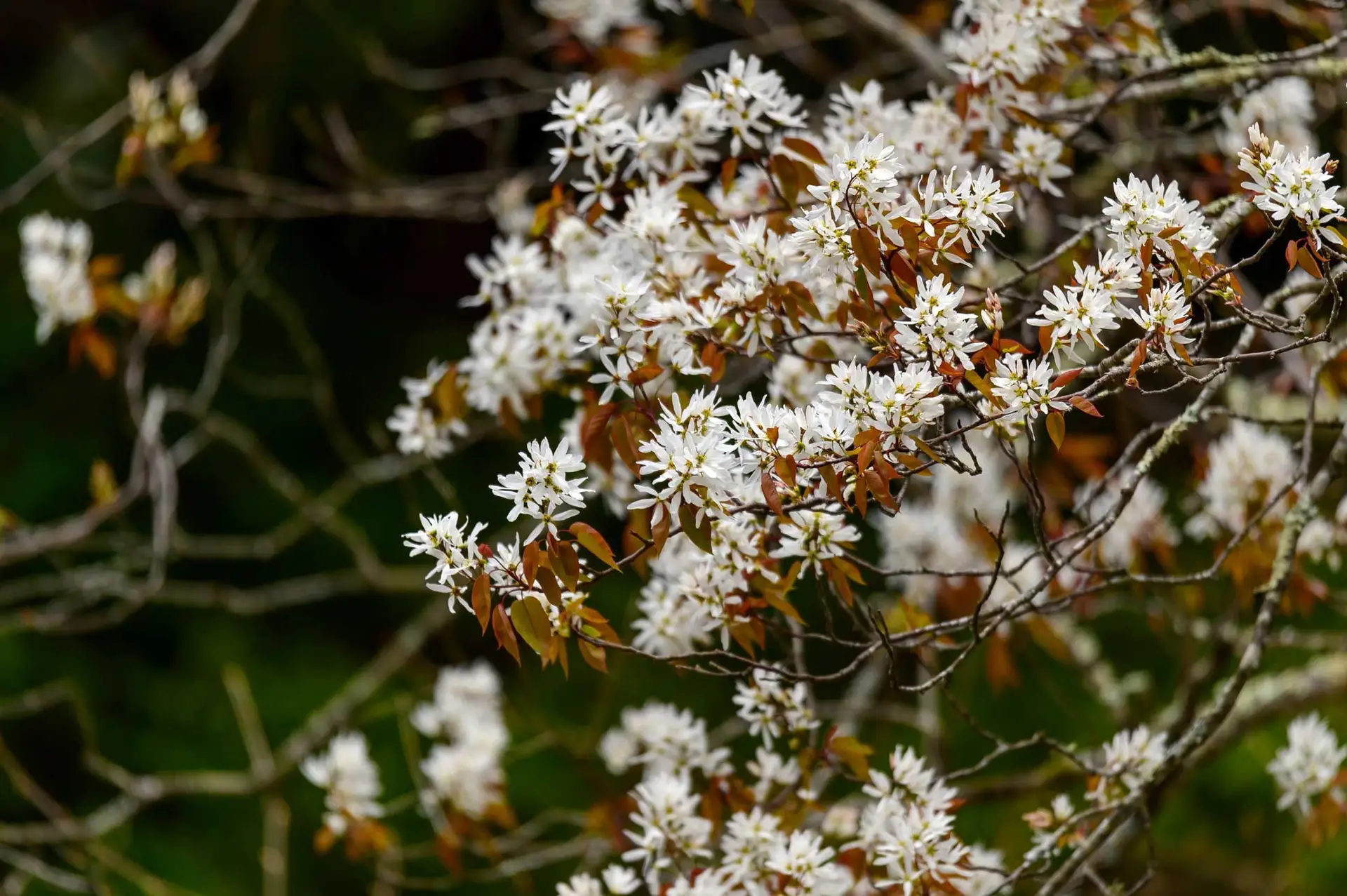 Downy serviceberry, clusters of white starry flowers and bronze new leaves on bare twigs